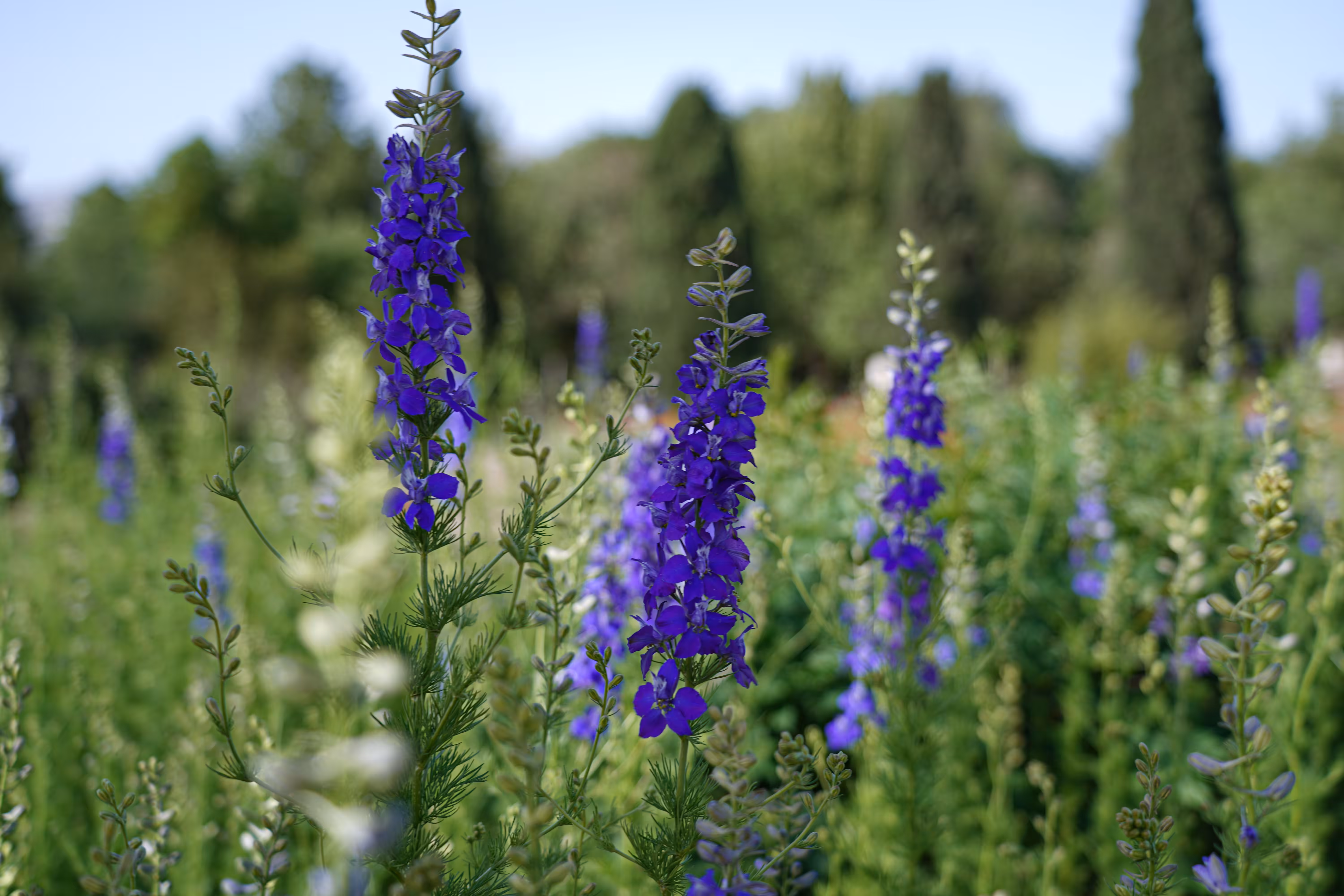 flowers: Dream monofilament