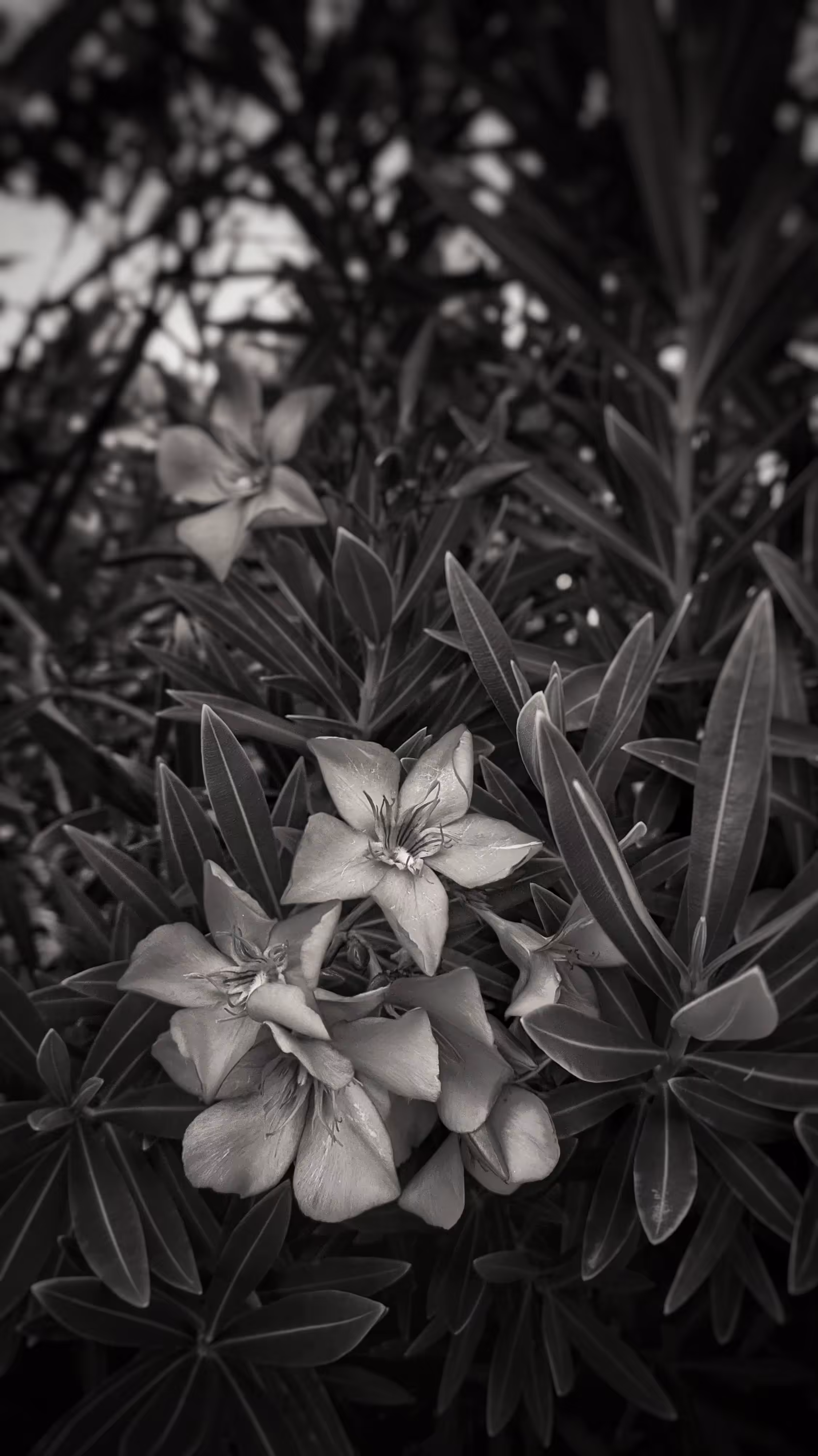 BNW_FLOWER_1