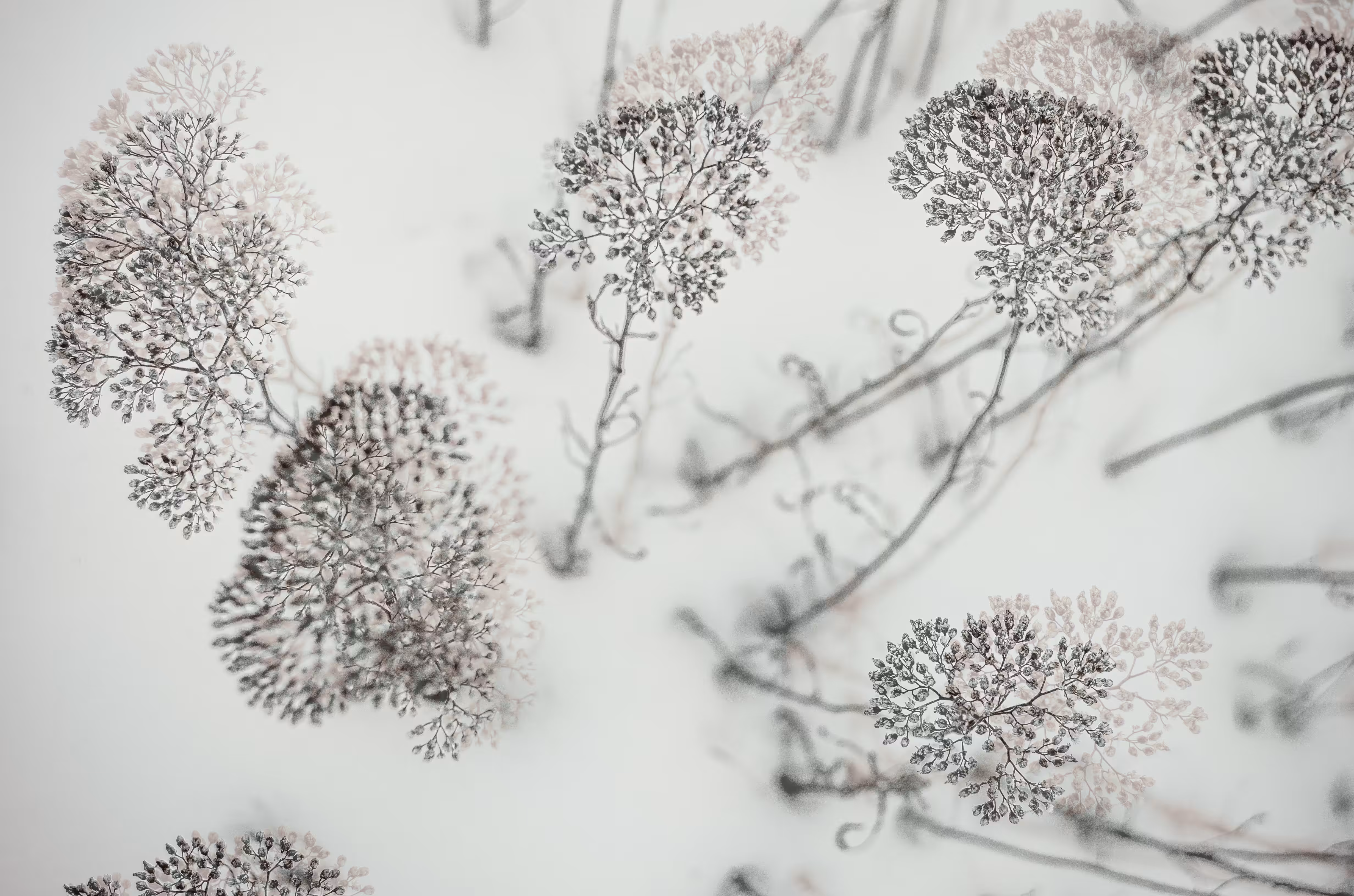 Winter flowers