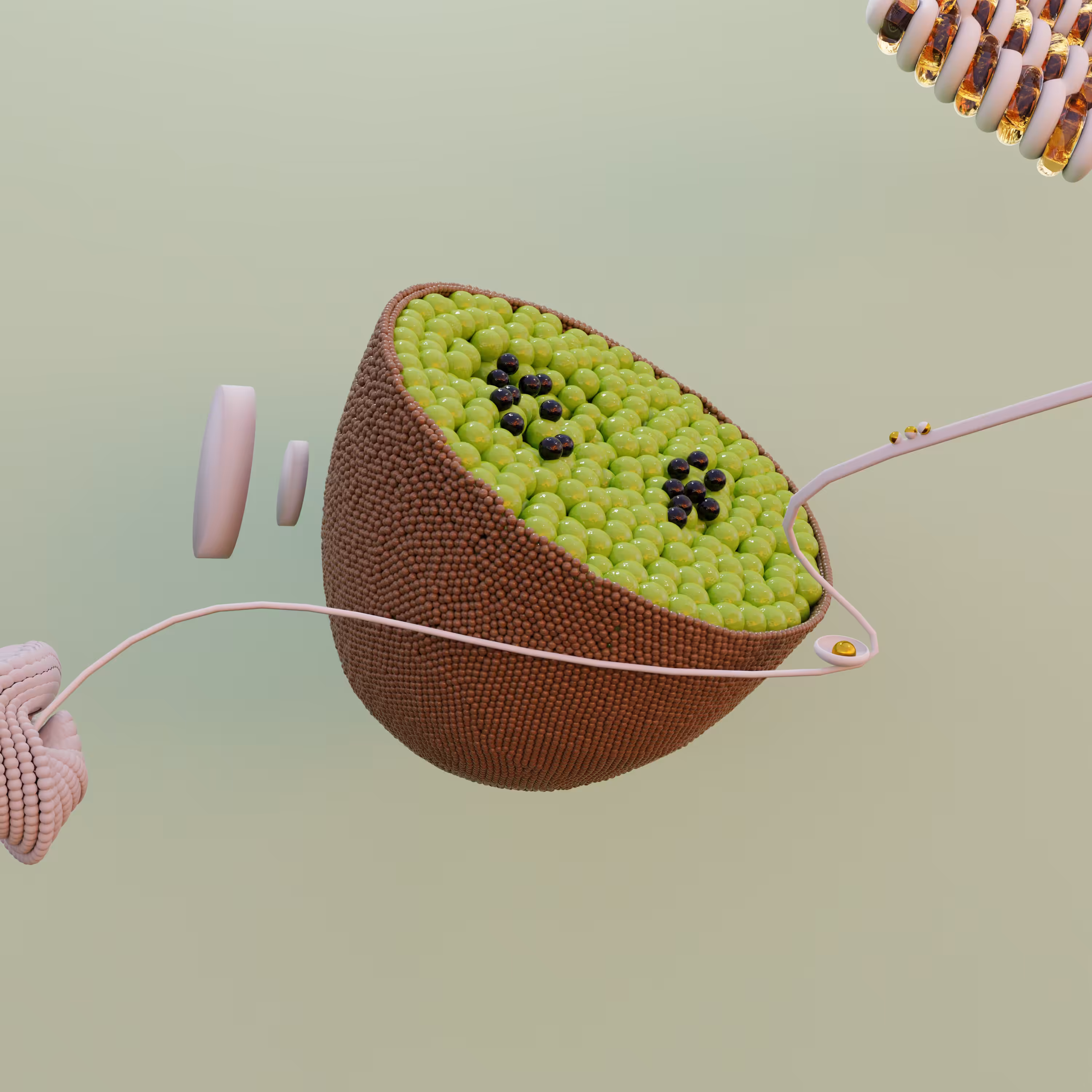 Kiwi