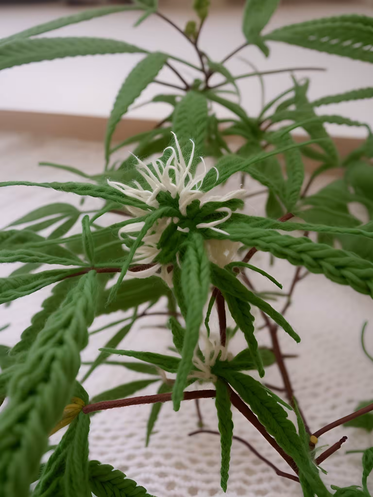 Cannabis Flower 