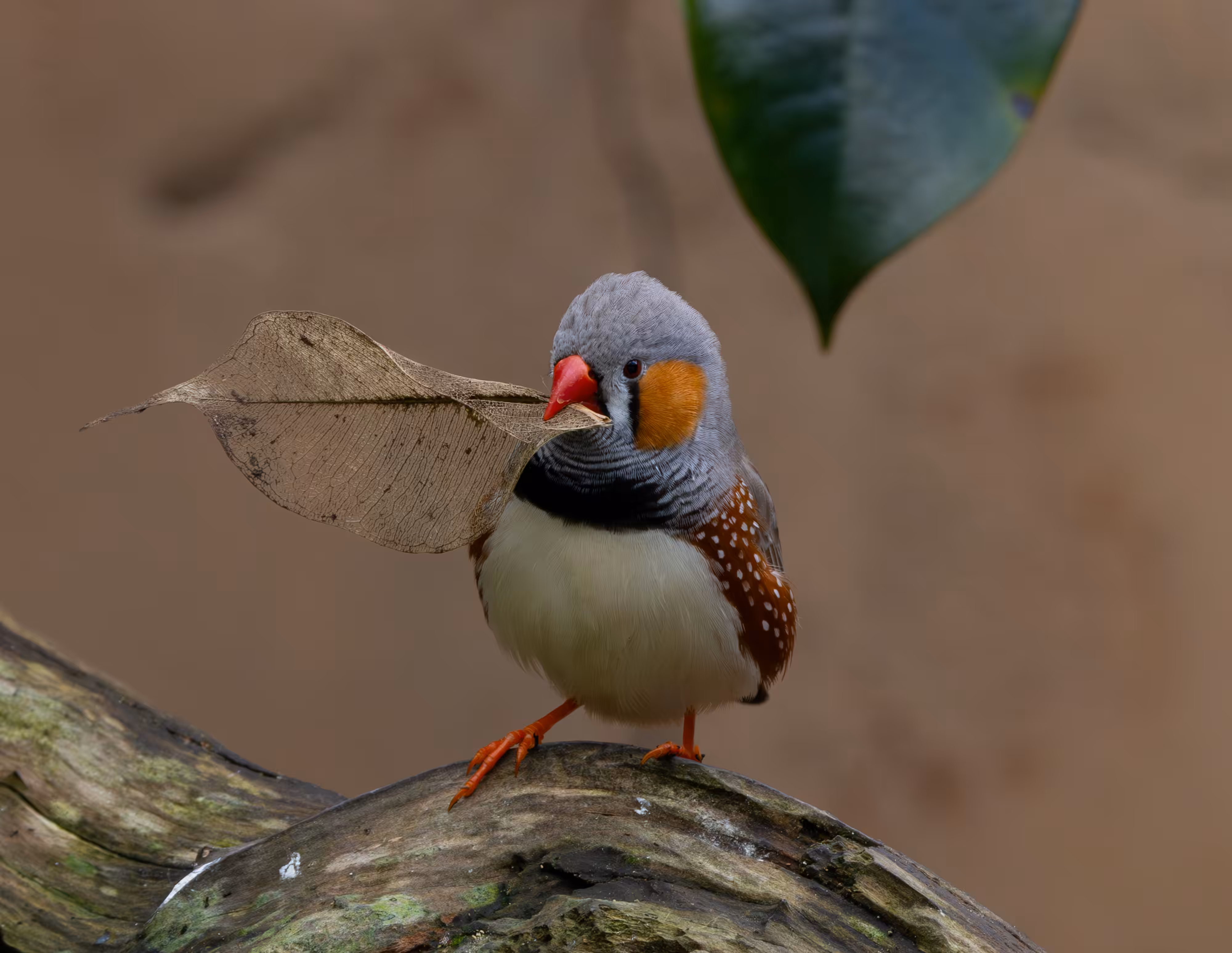 Wild Photography: The Collector