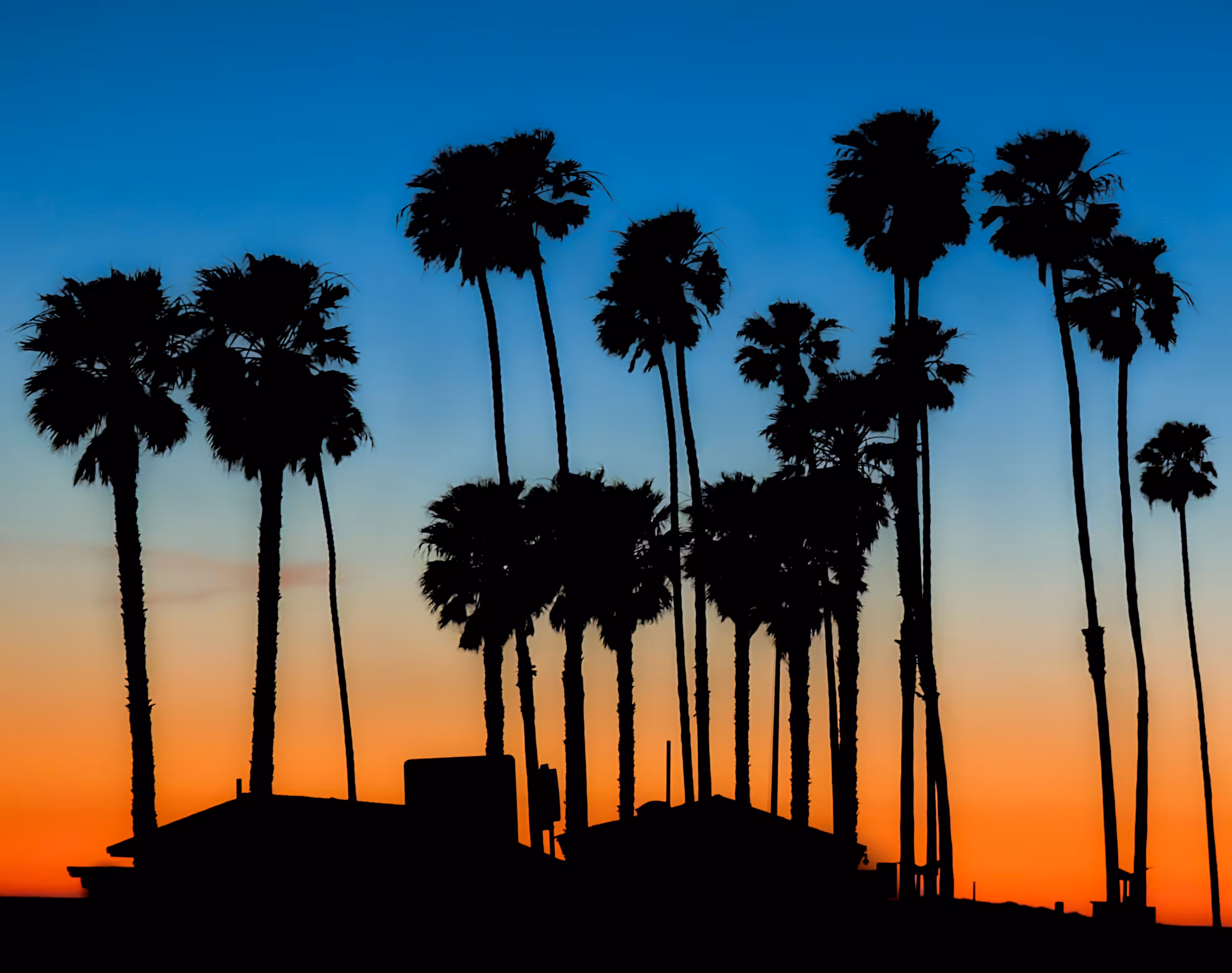 Palm Trees in Malibu
