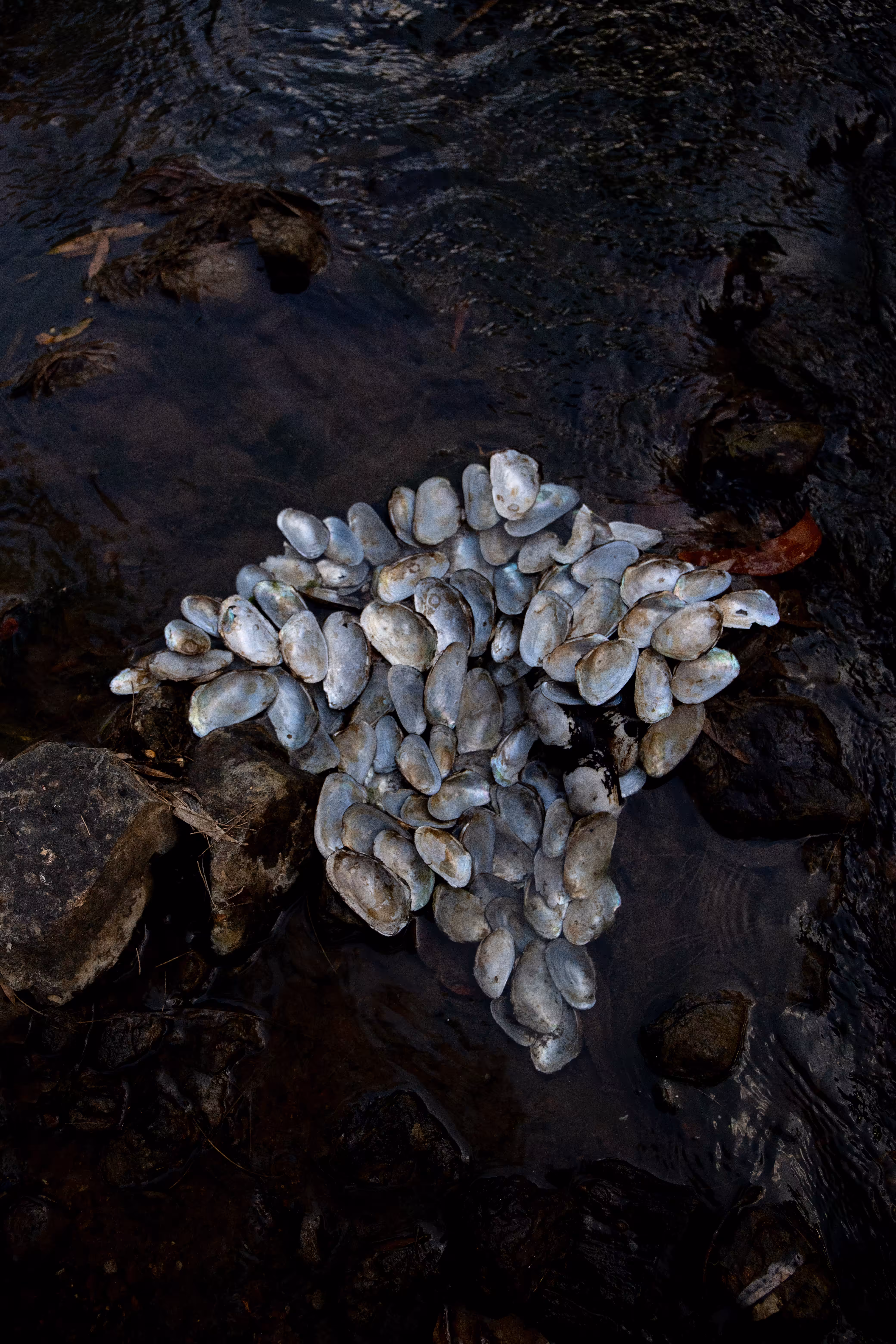 Shell Fall