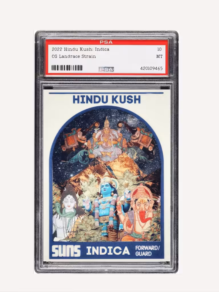 2022 Hindu Kush TC: Indica(Landrace/seed)