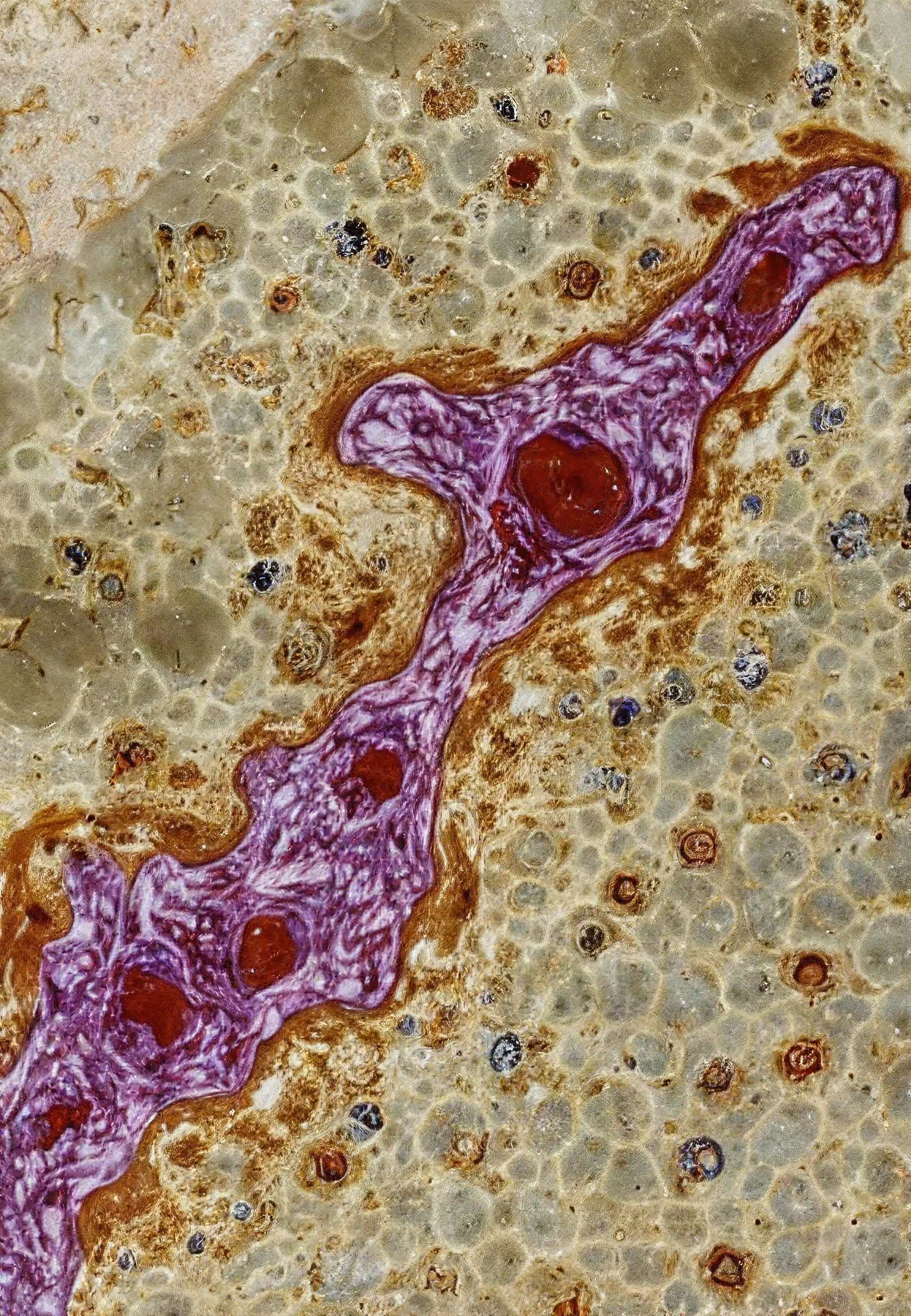 In Vivo, In Vitro, In Silico: Histologia In Silico #93