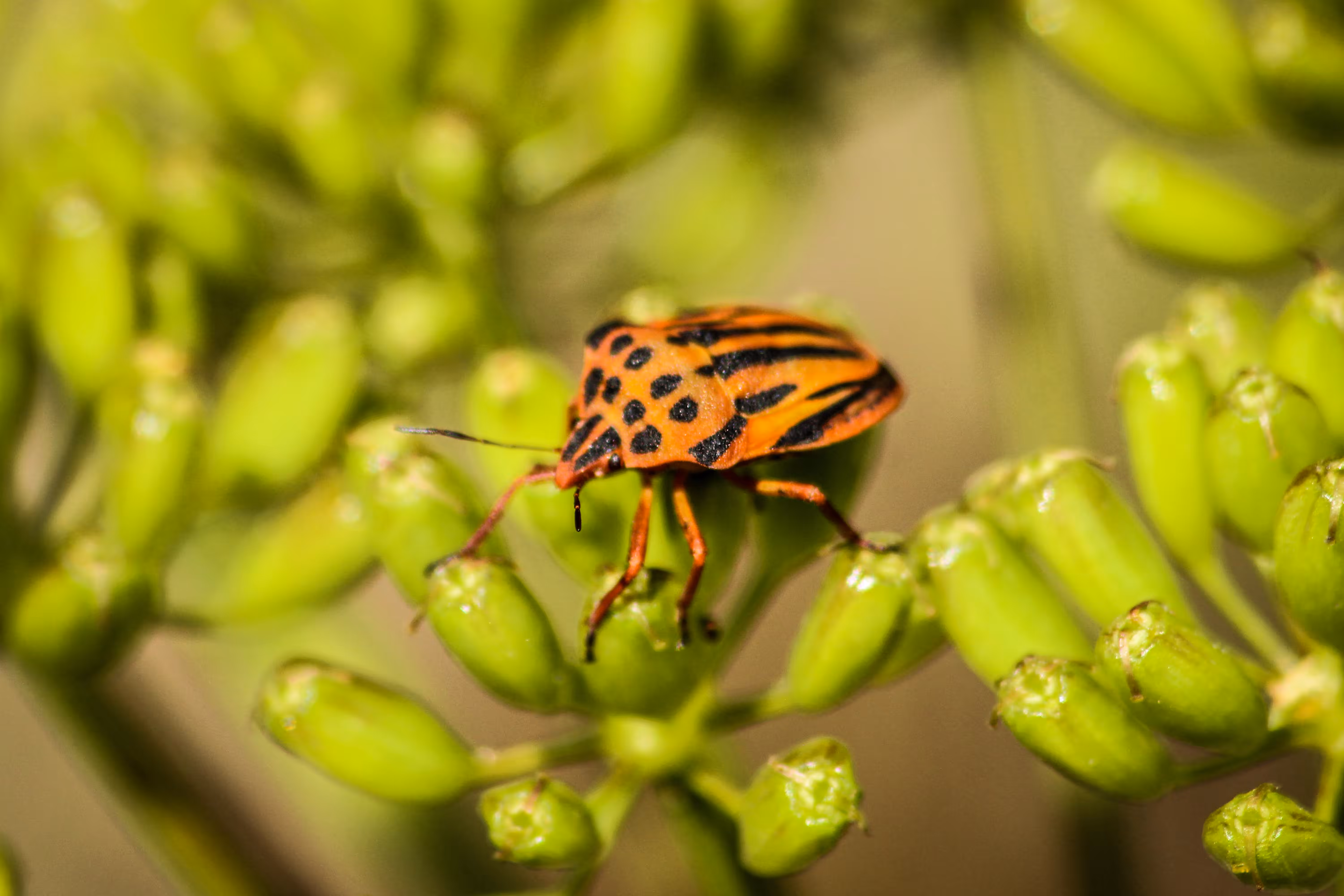 Perillus Bioculatus