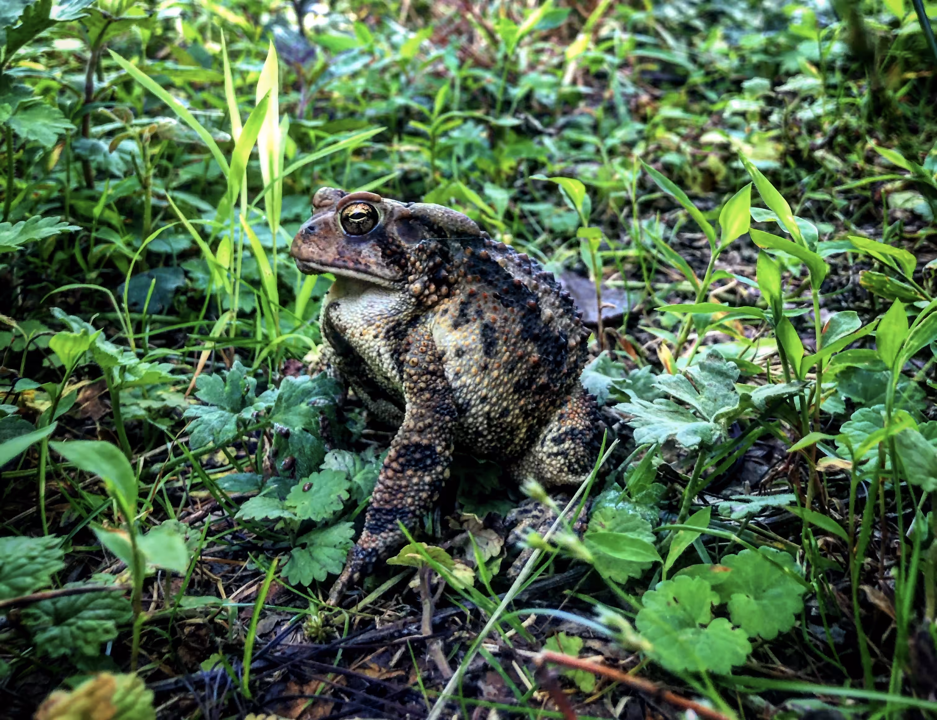 The Hidden King