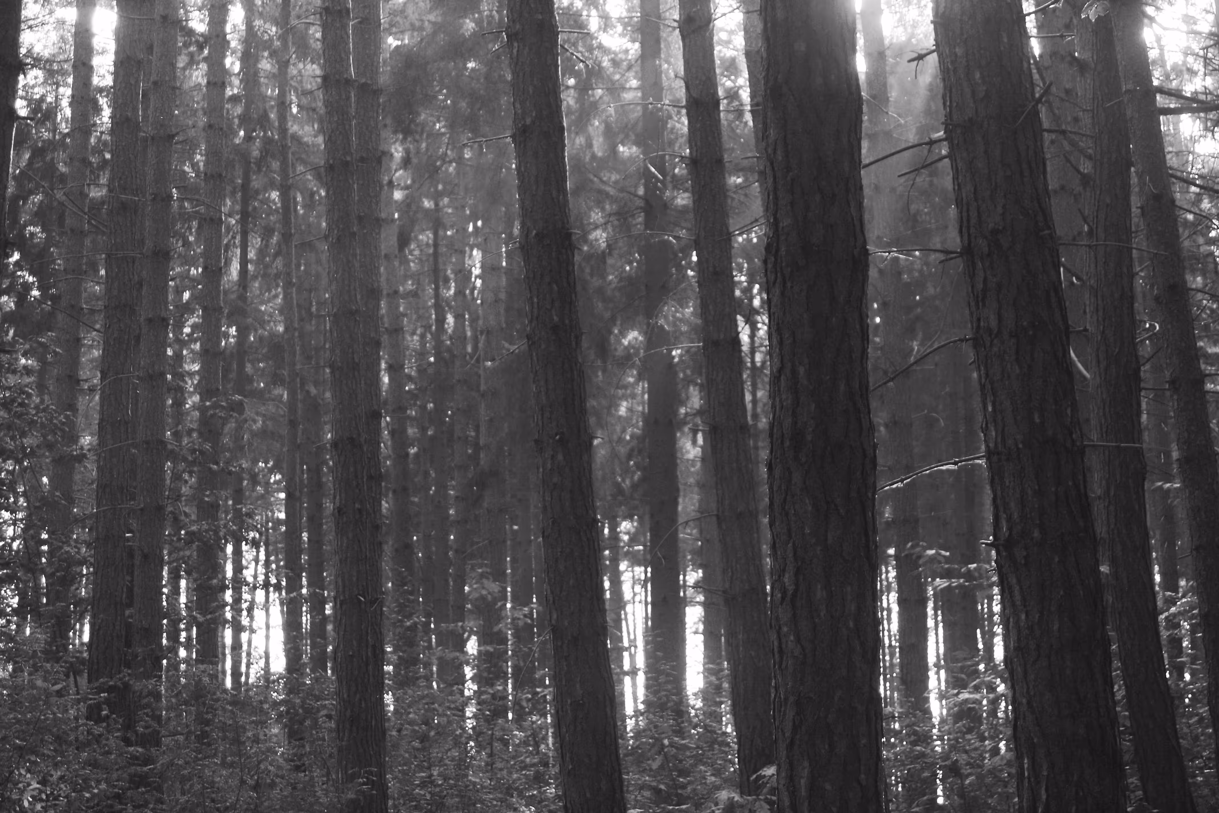 The Light