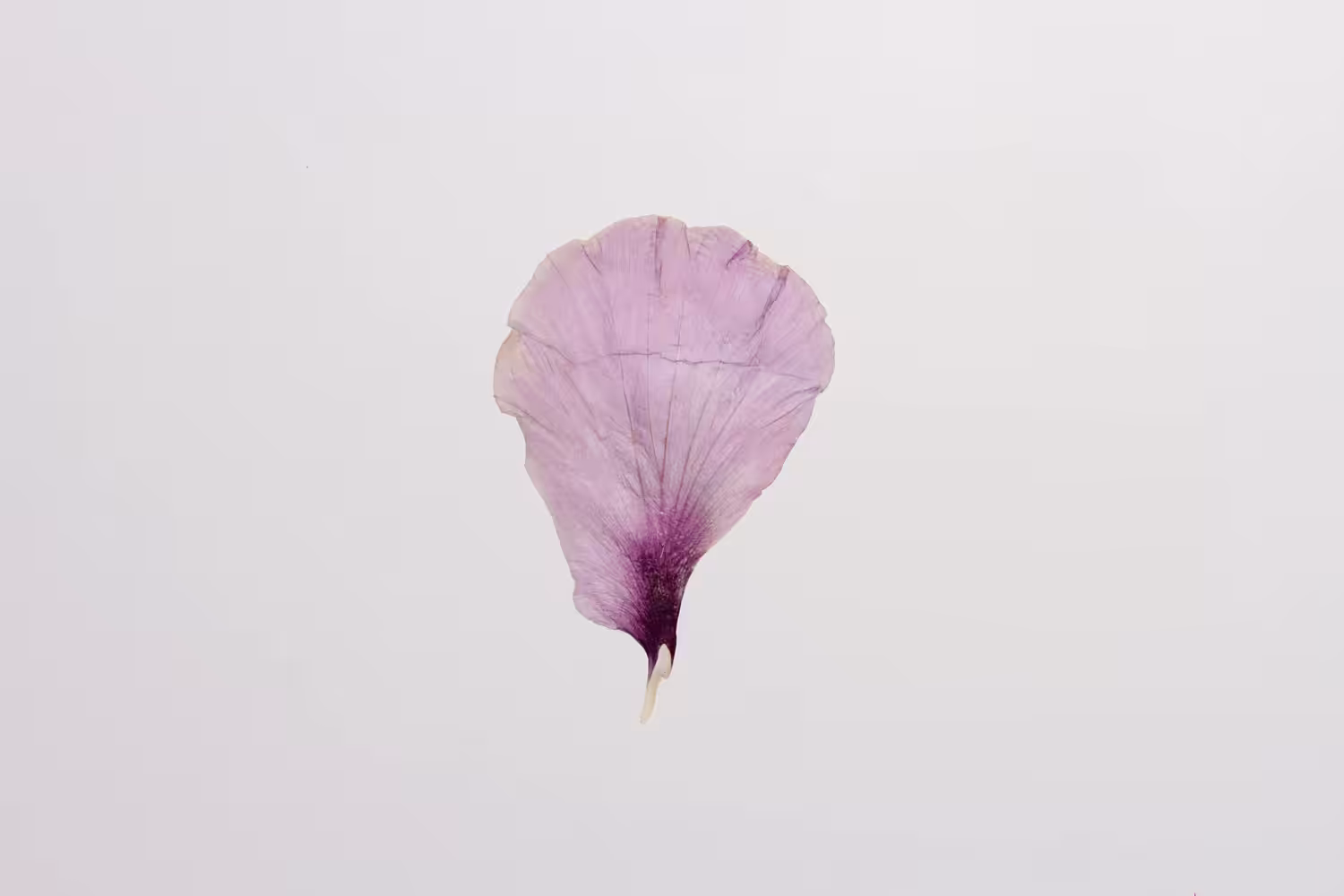 𝘍𝘳𝘢𝘨𝘮𝘦𝘯𝘵𝘰 𝘐 -