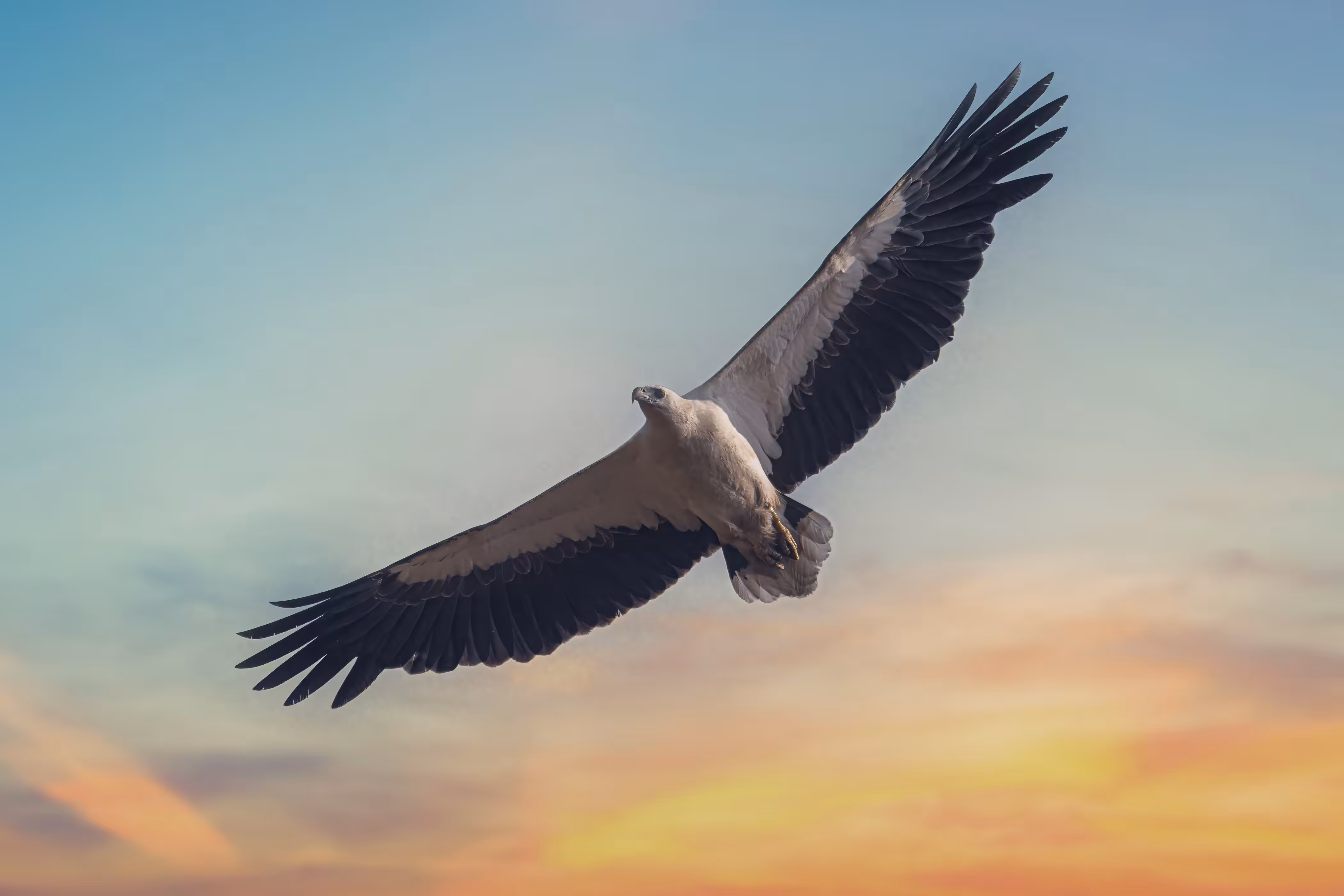 White Bellied Sea Eagle 
