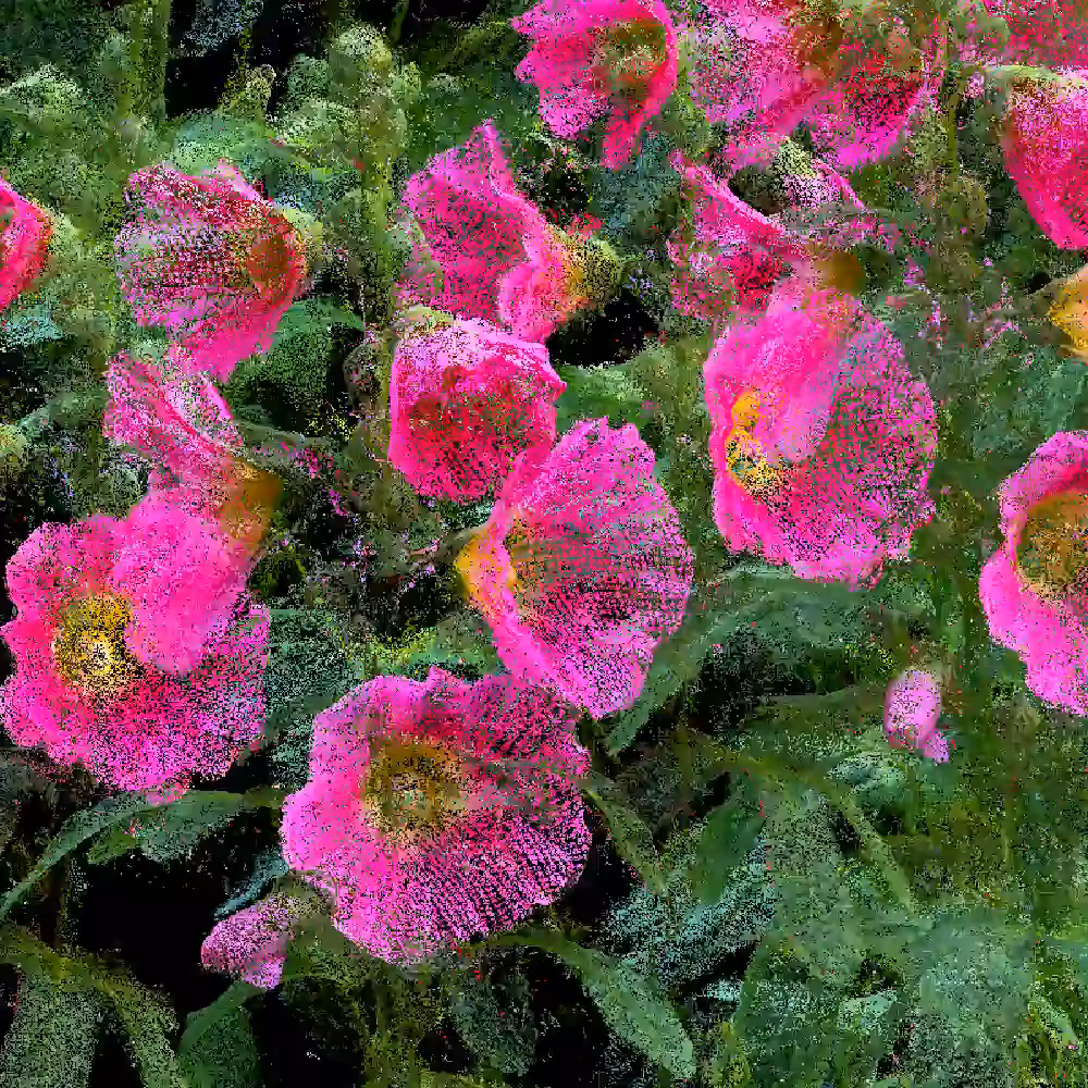 Hollyhocks [NFT version]
