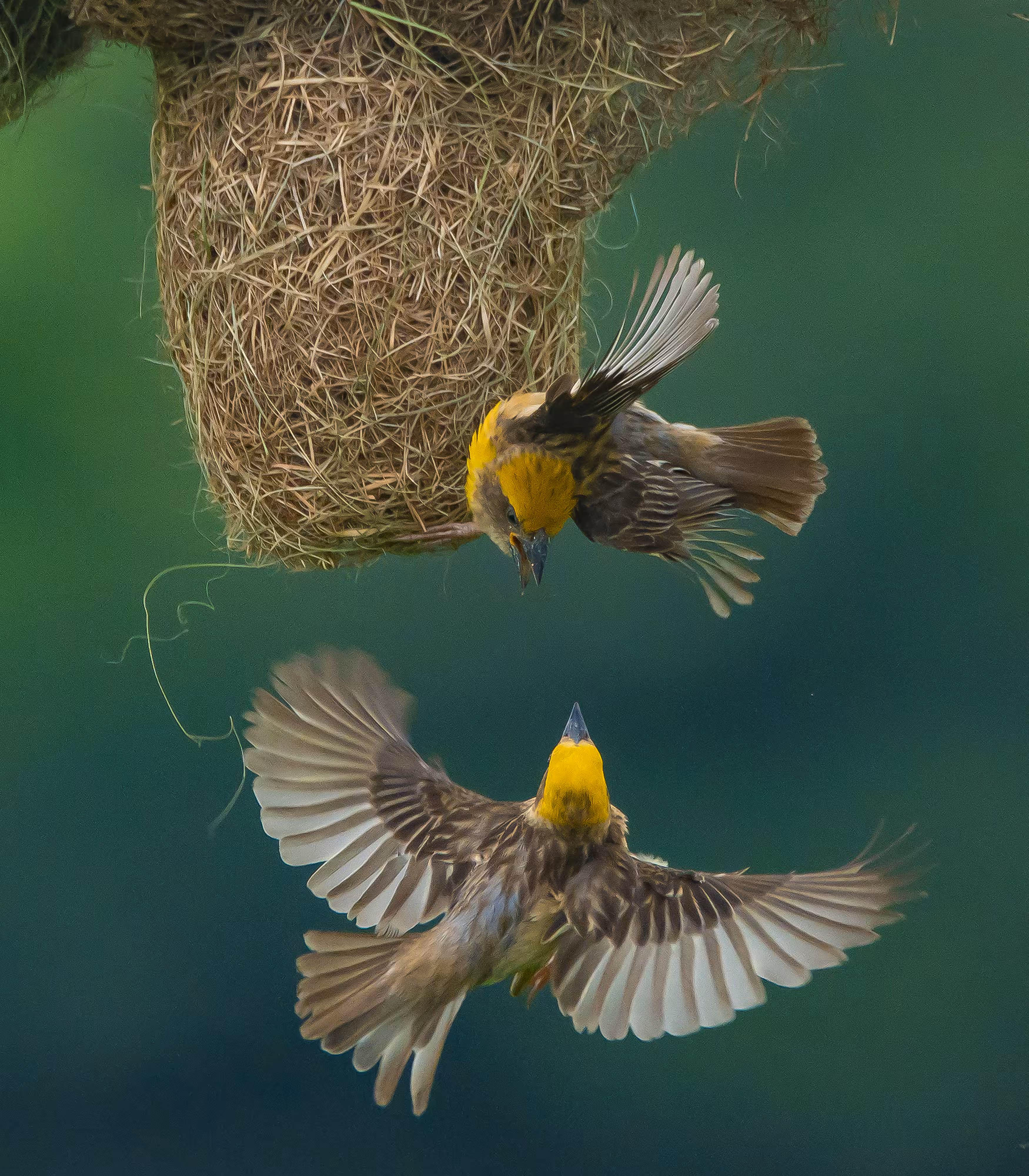My home - Baya Weaver