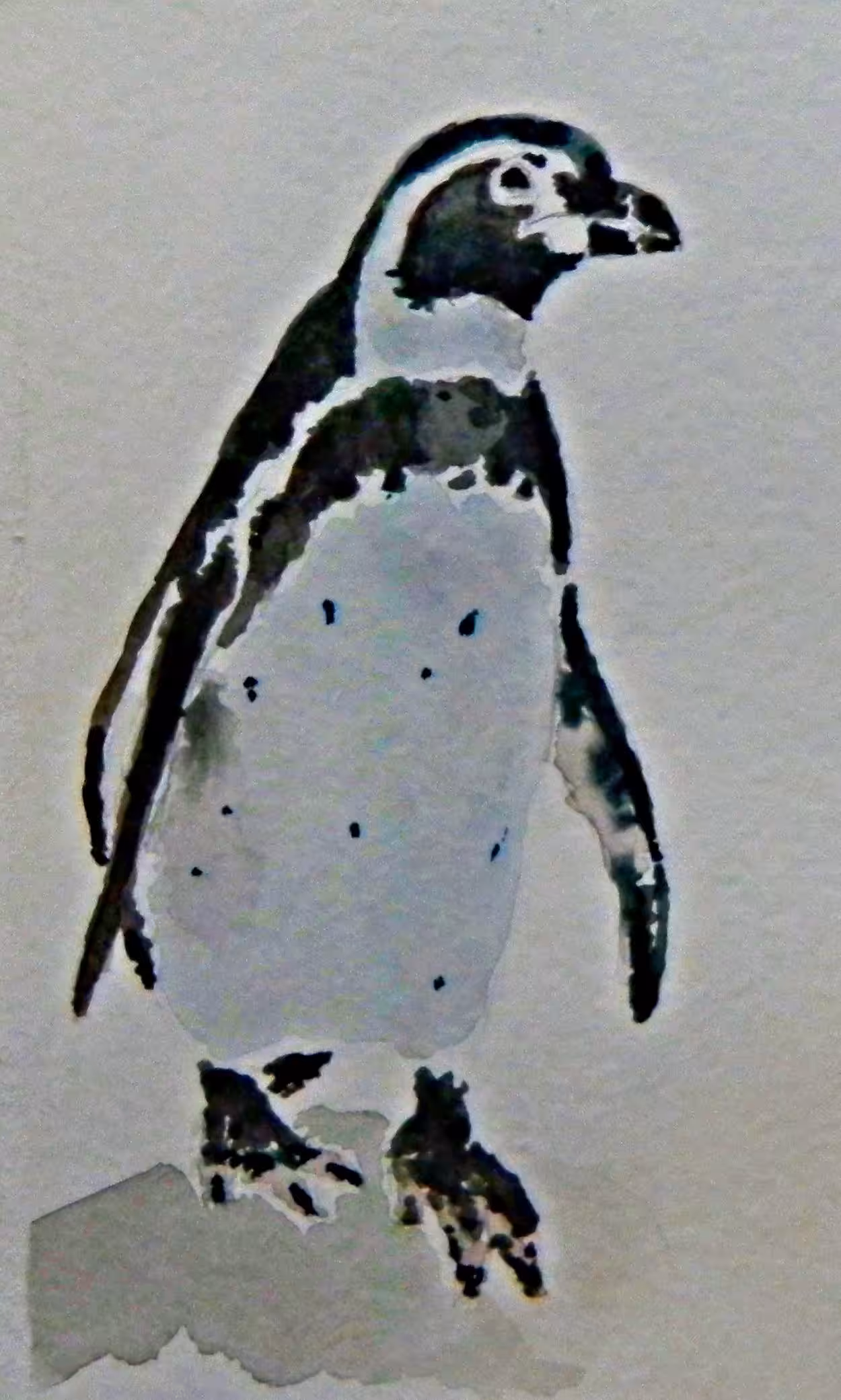 Pinguin