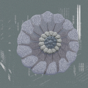 diatoms #1