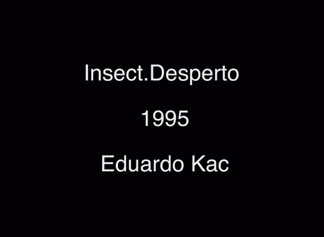 Insect.Desperto