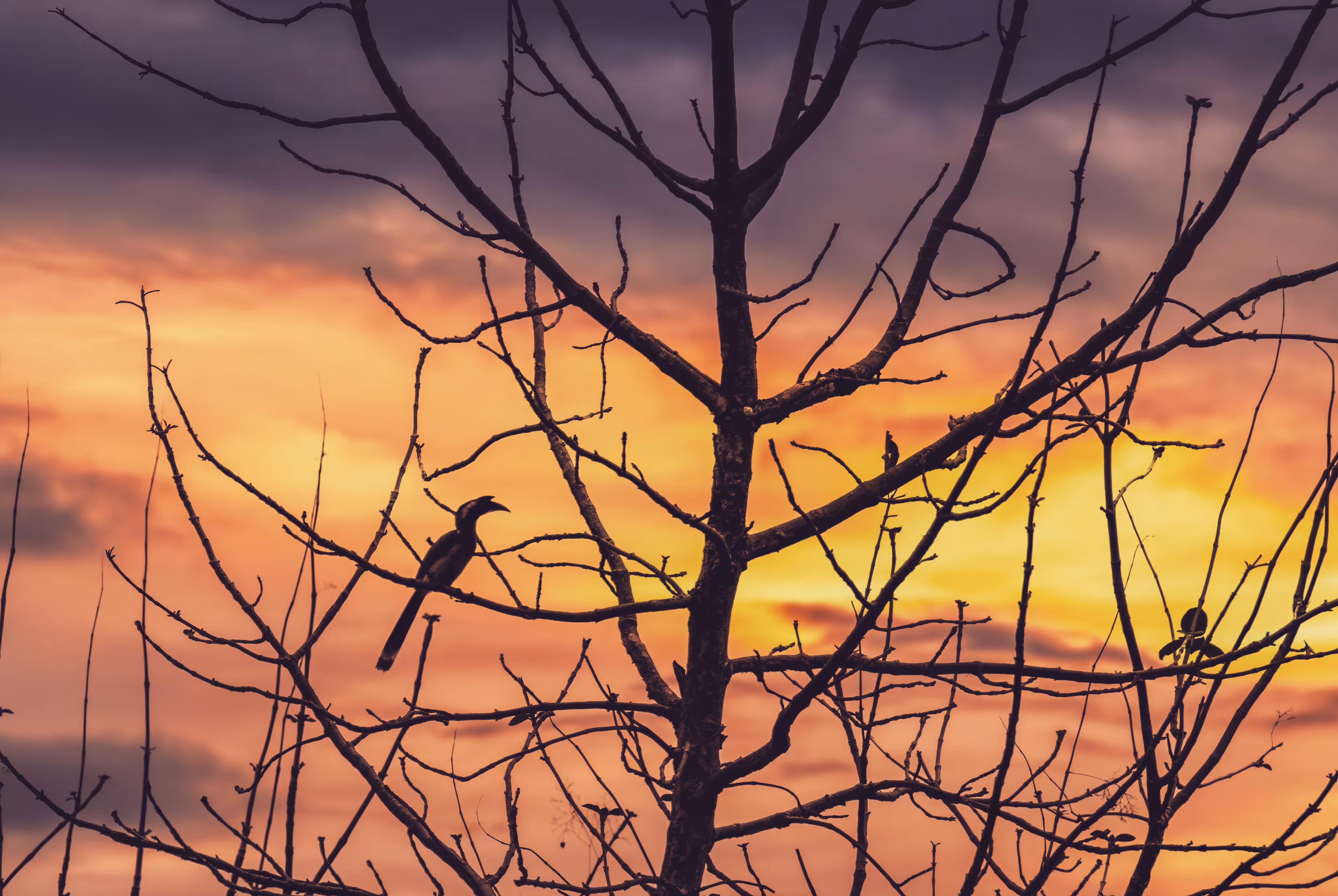 Alone in the Dusk (Gray Hornbill)
