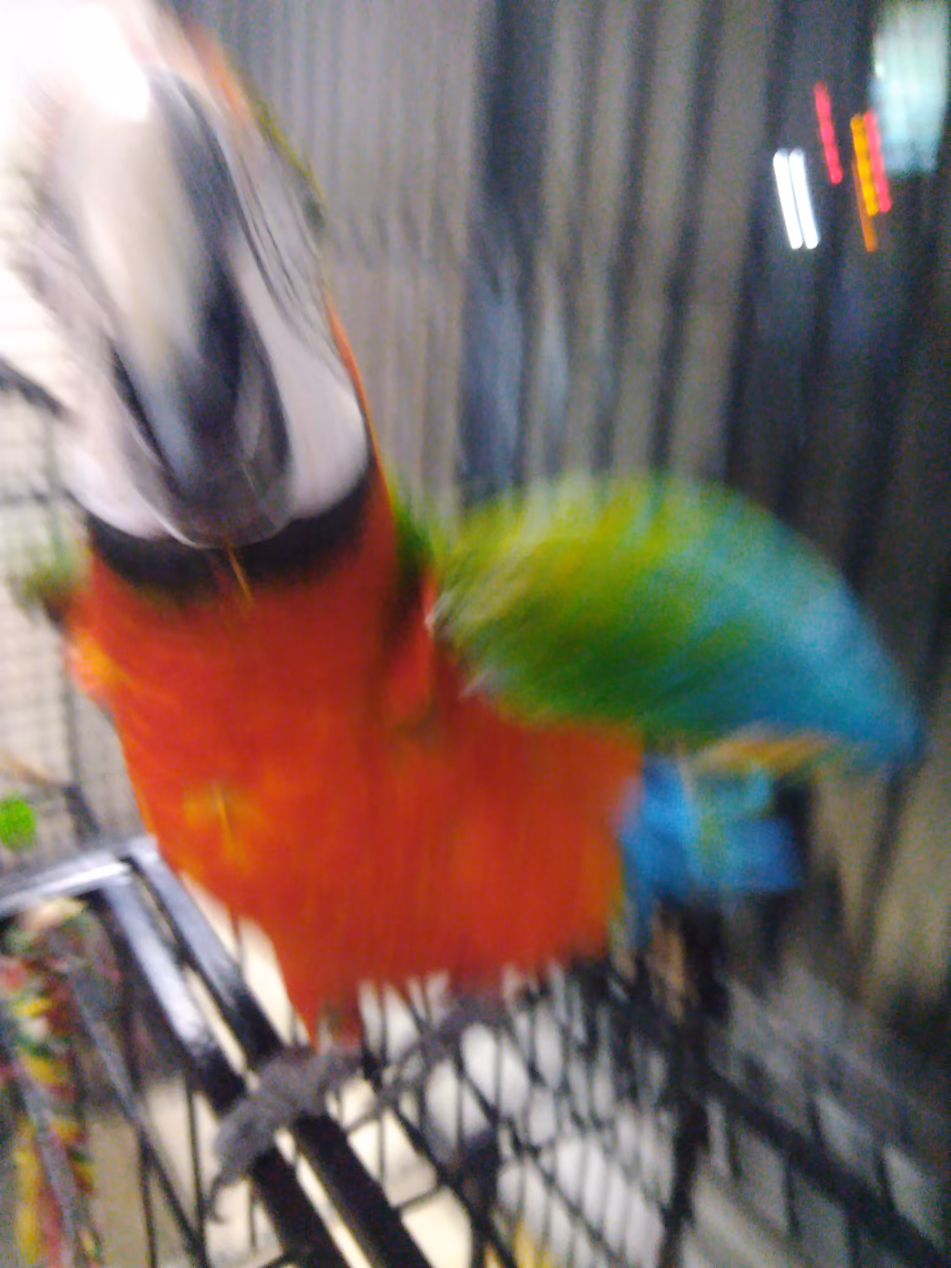 birb in motion