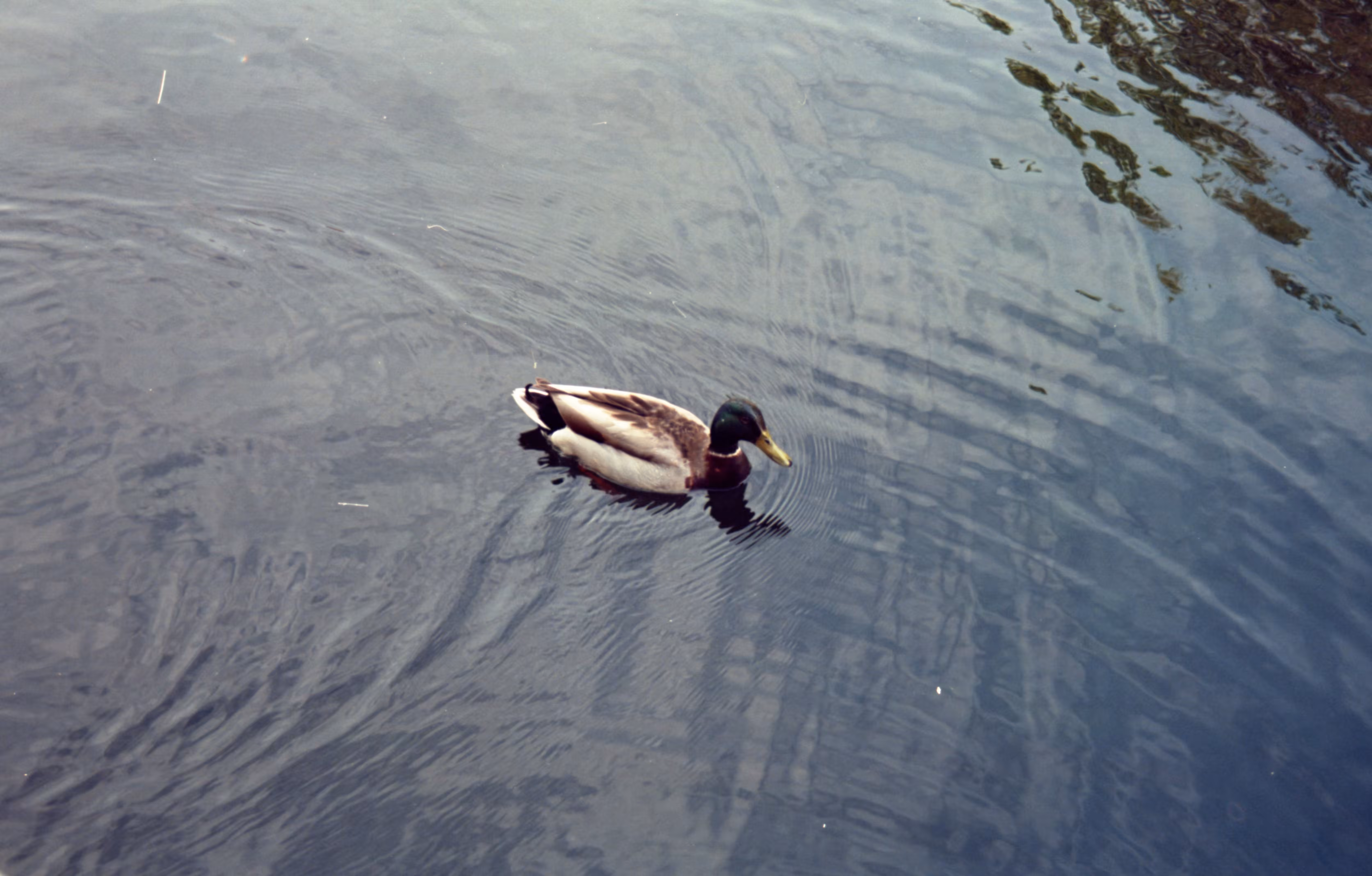 canard sur le canal