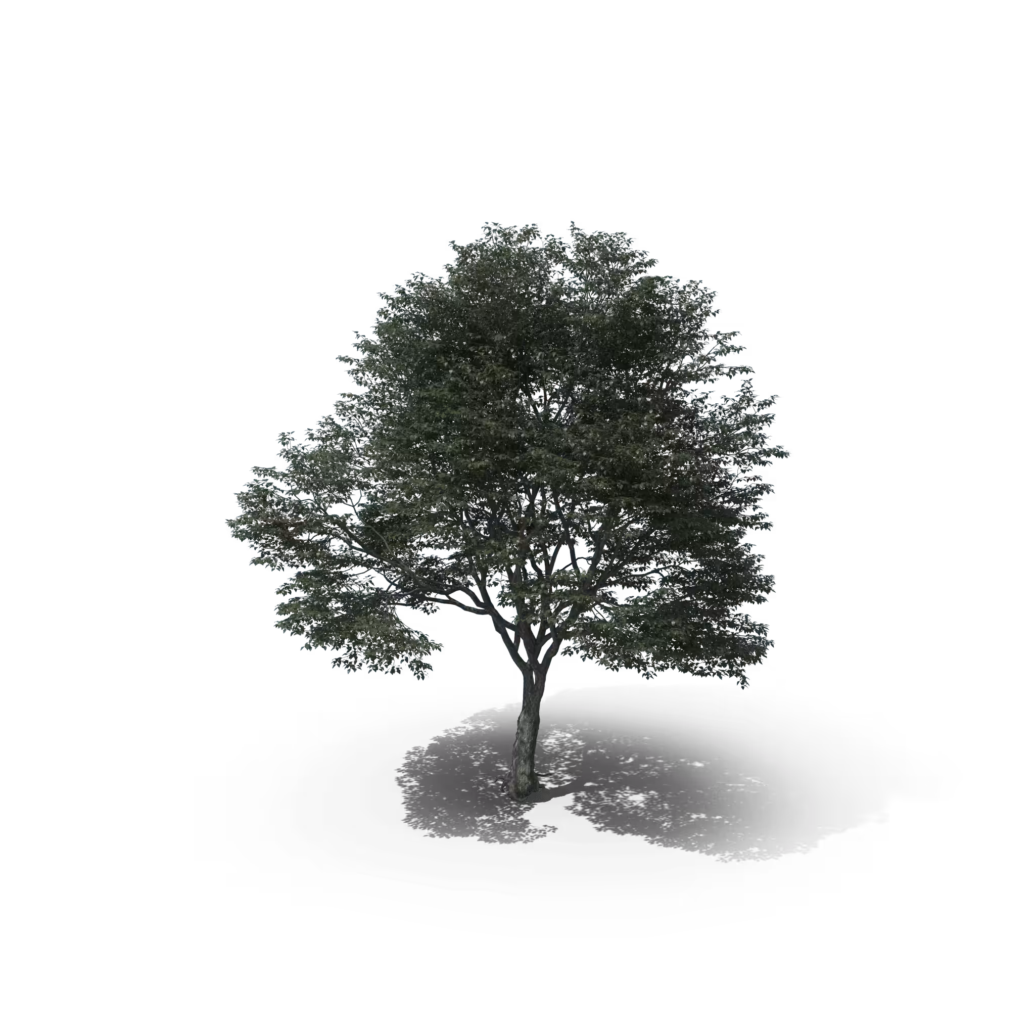 Your Tree #11