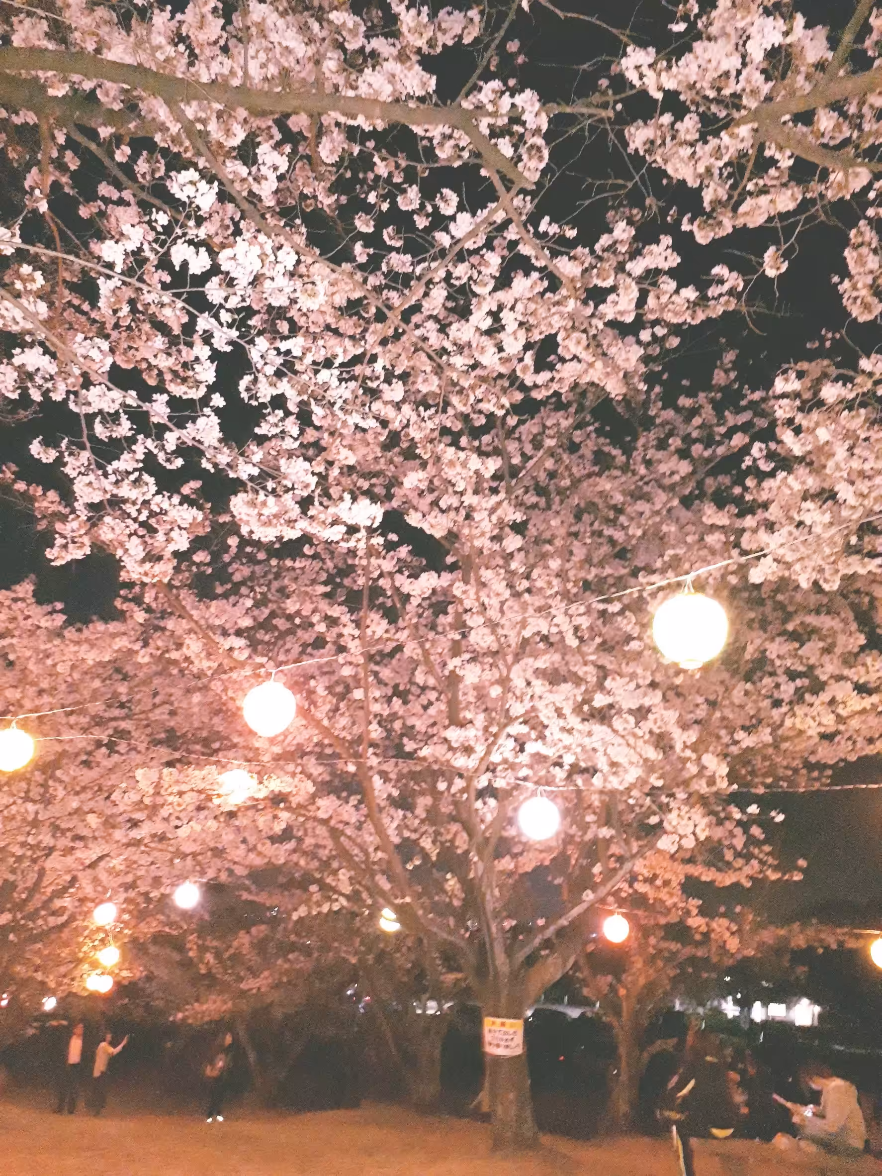 Japanese night cherry blossoms