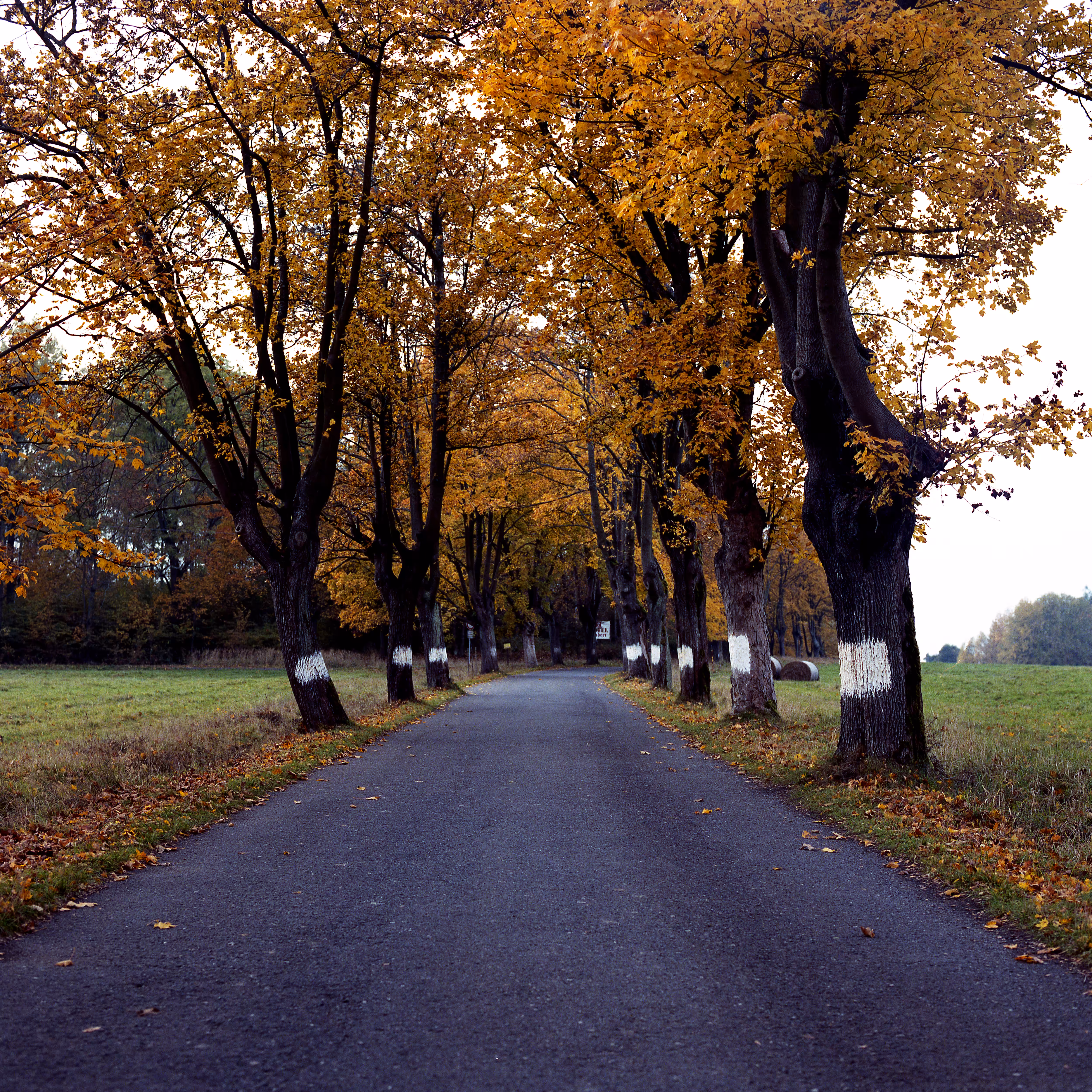 Roads Untraveled #27