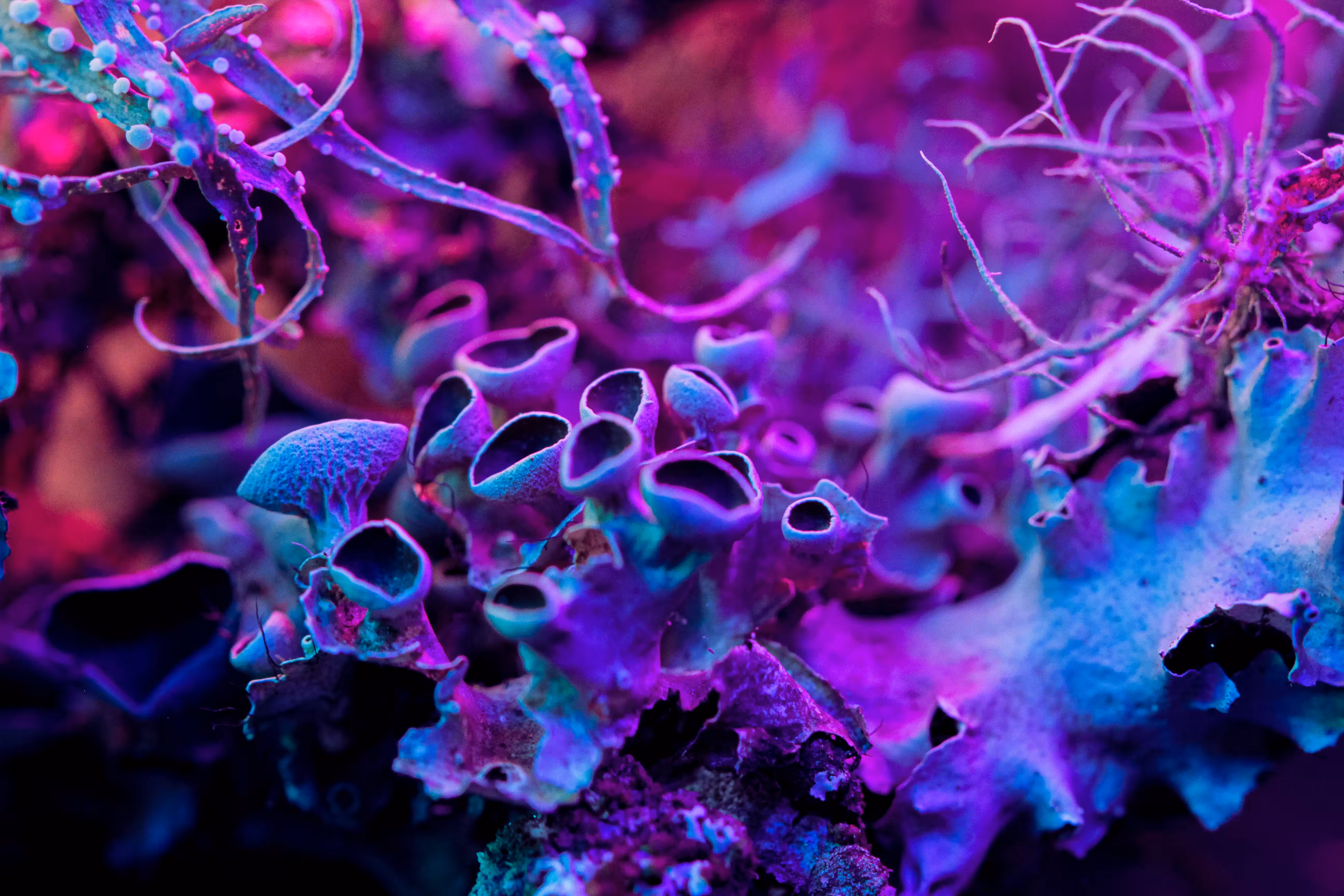 Neon Litchen 01