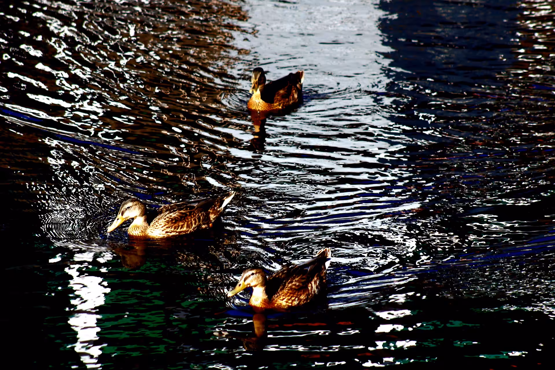 3 the Duck Way 