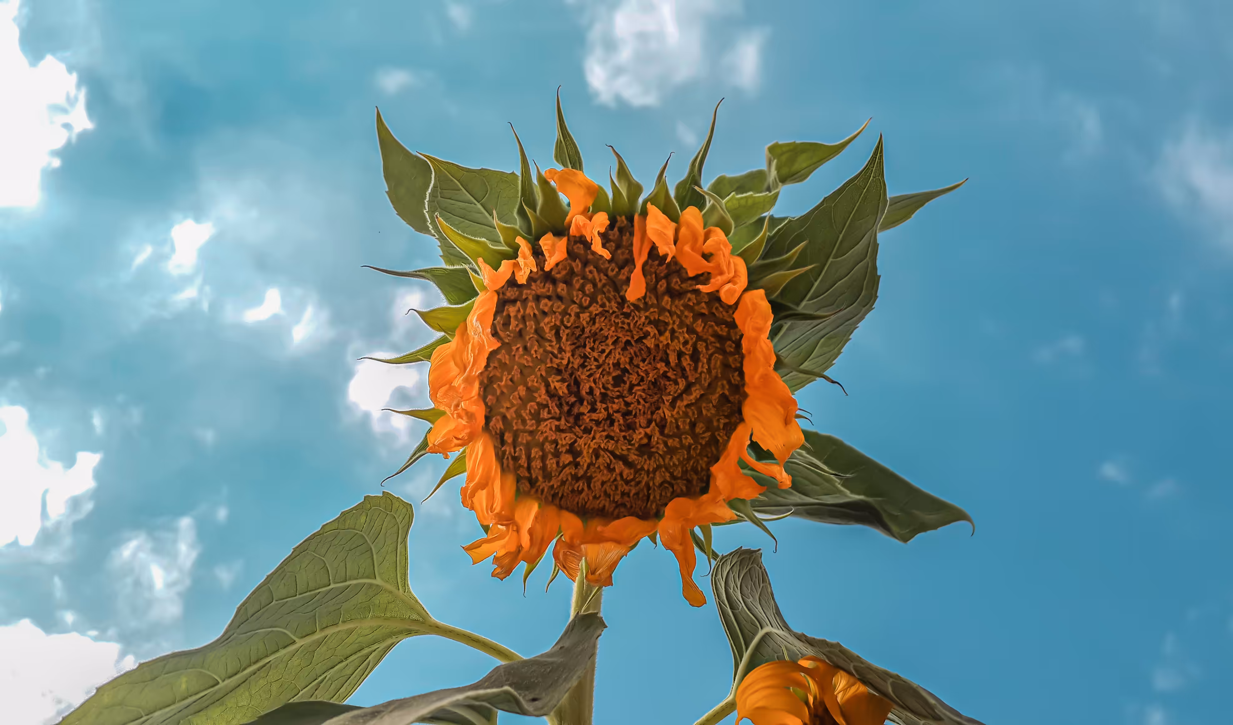 Disheartened Sunflower