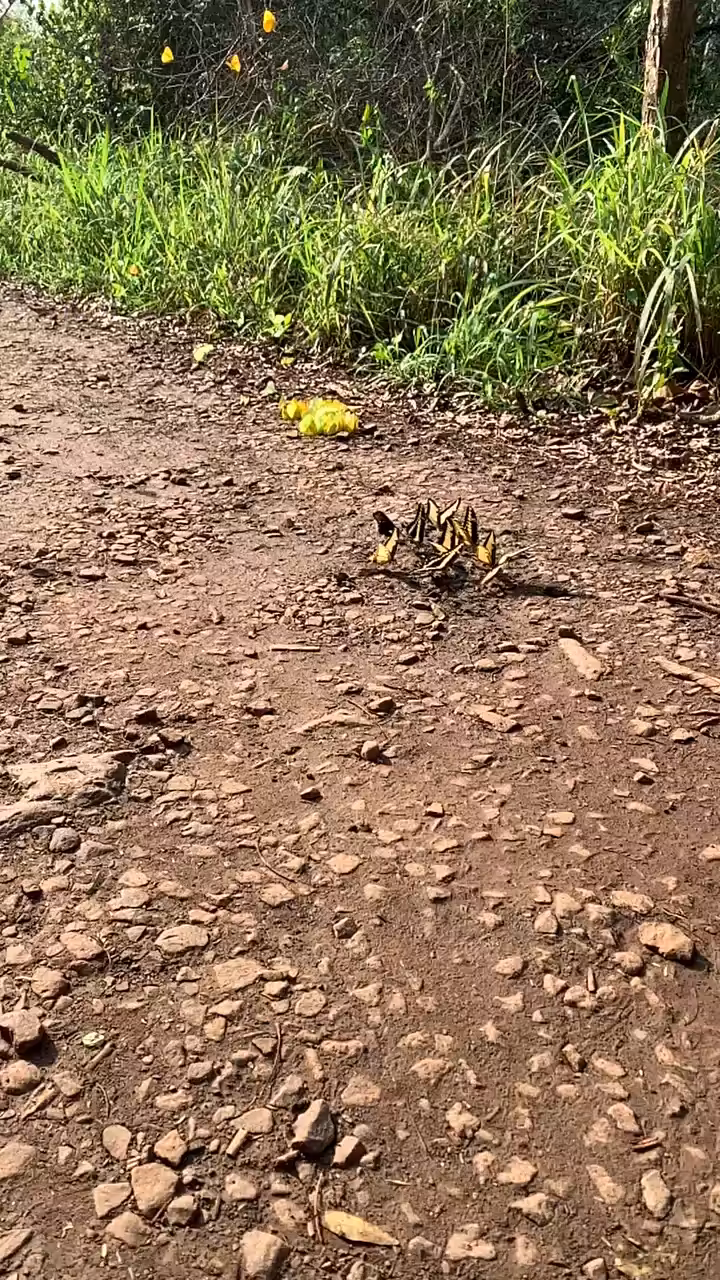 Sacred Butterflies of Wishes 