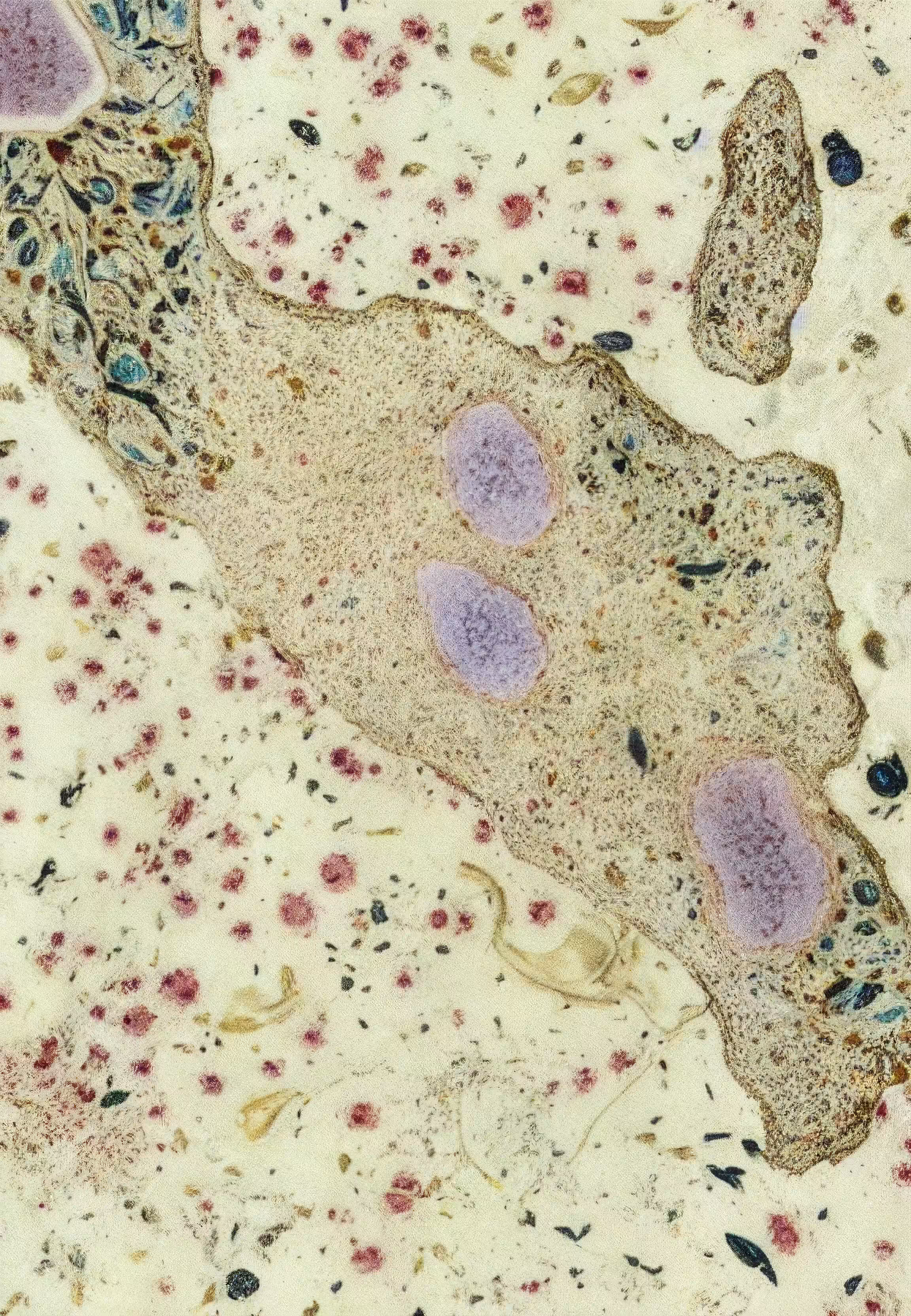 Histologia In Silico #244