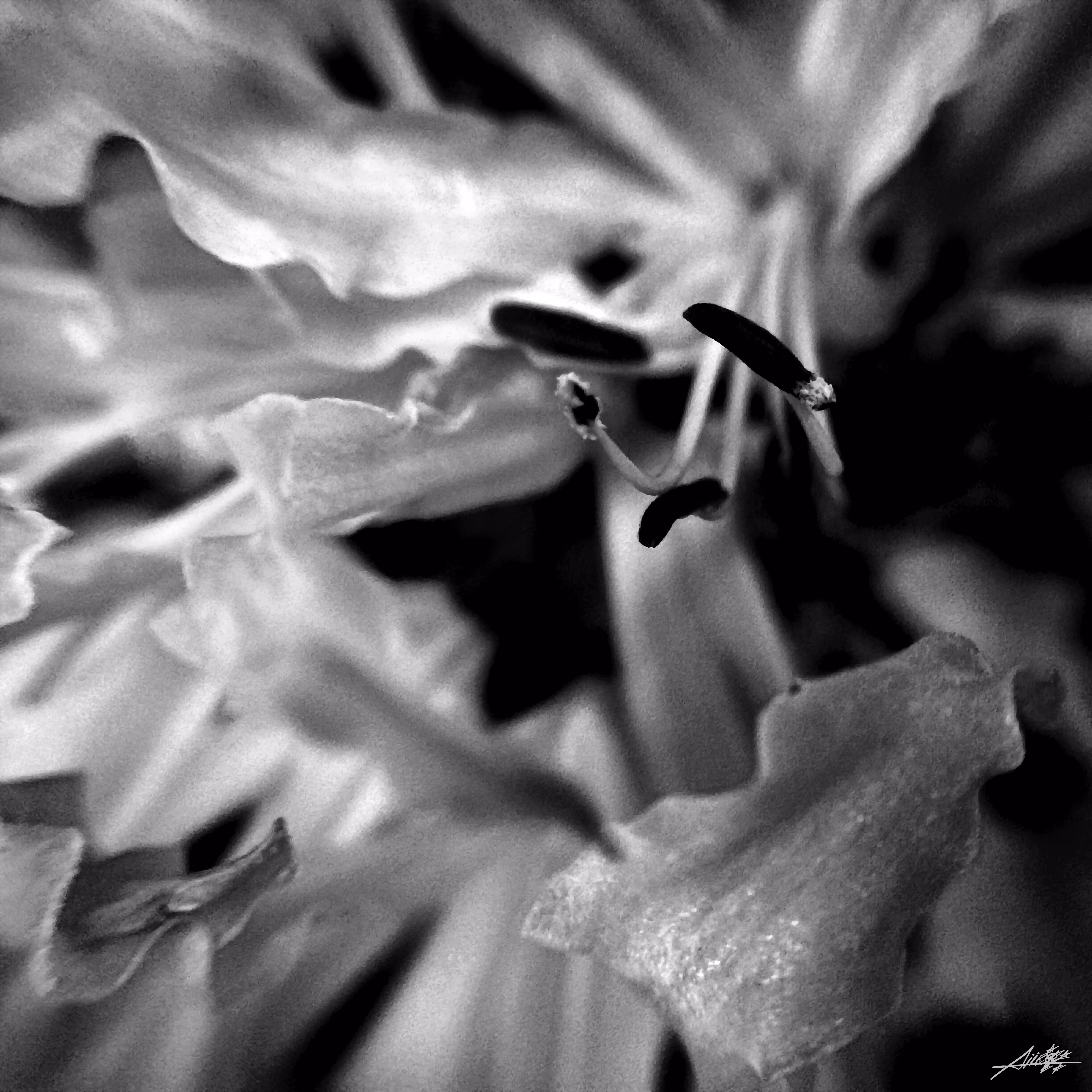 Flora from the Meta-Macroverse Vol. 1 - Machrome 2/2
