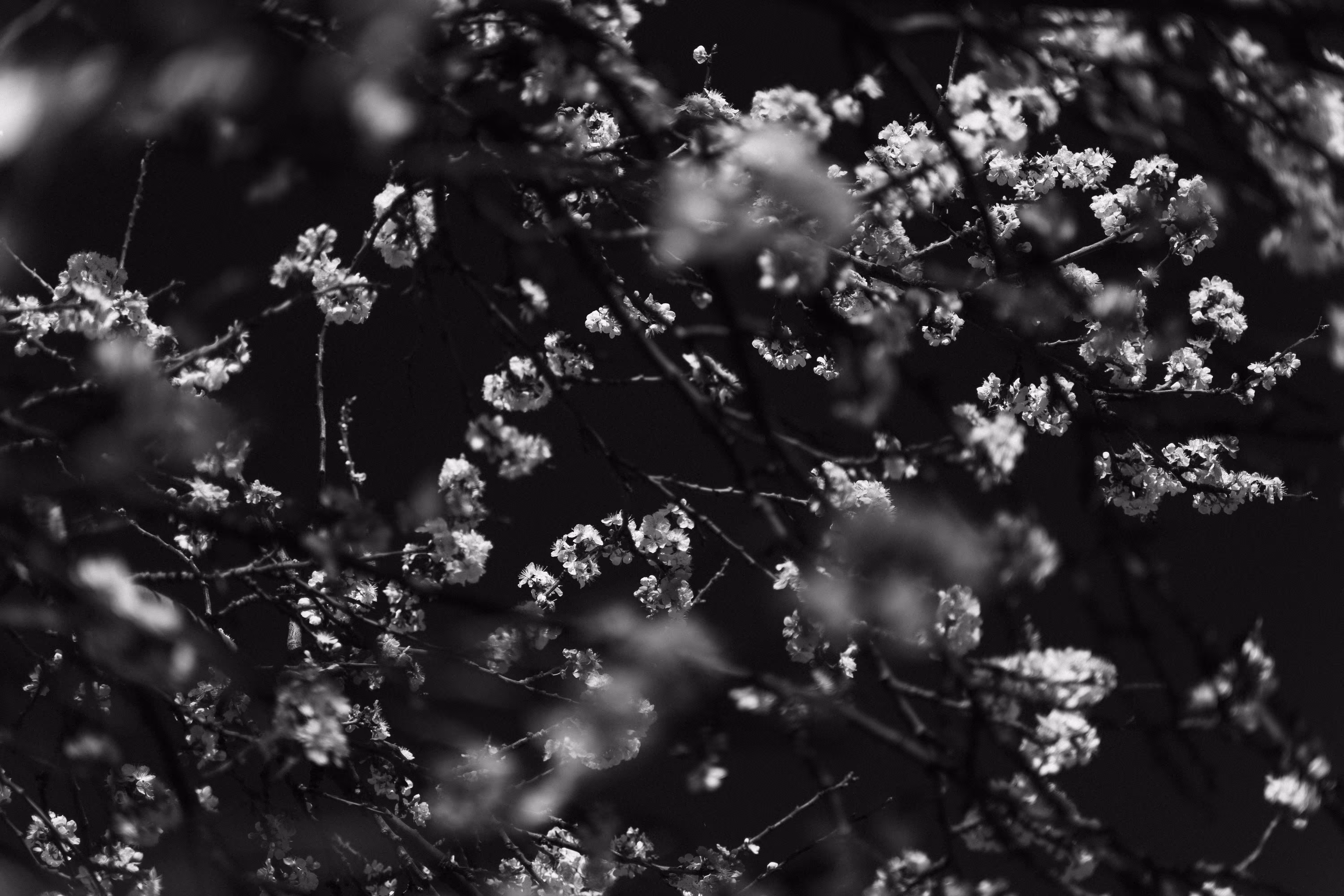 melody of spring