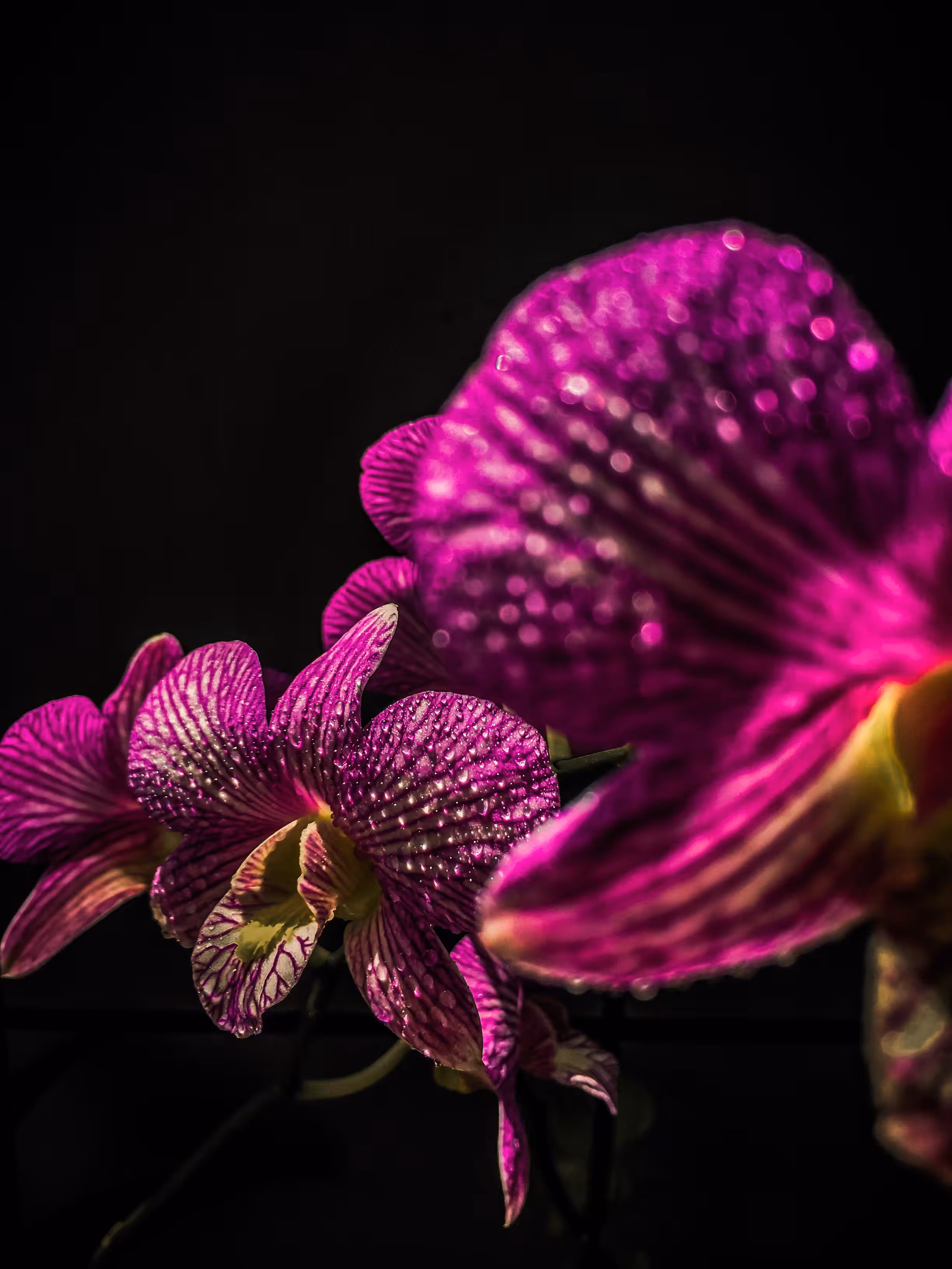 Wet Orchid