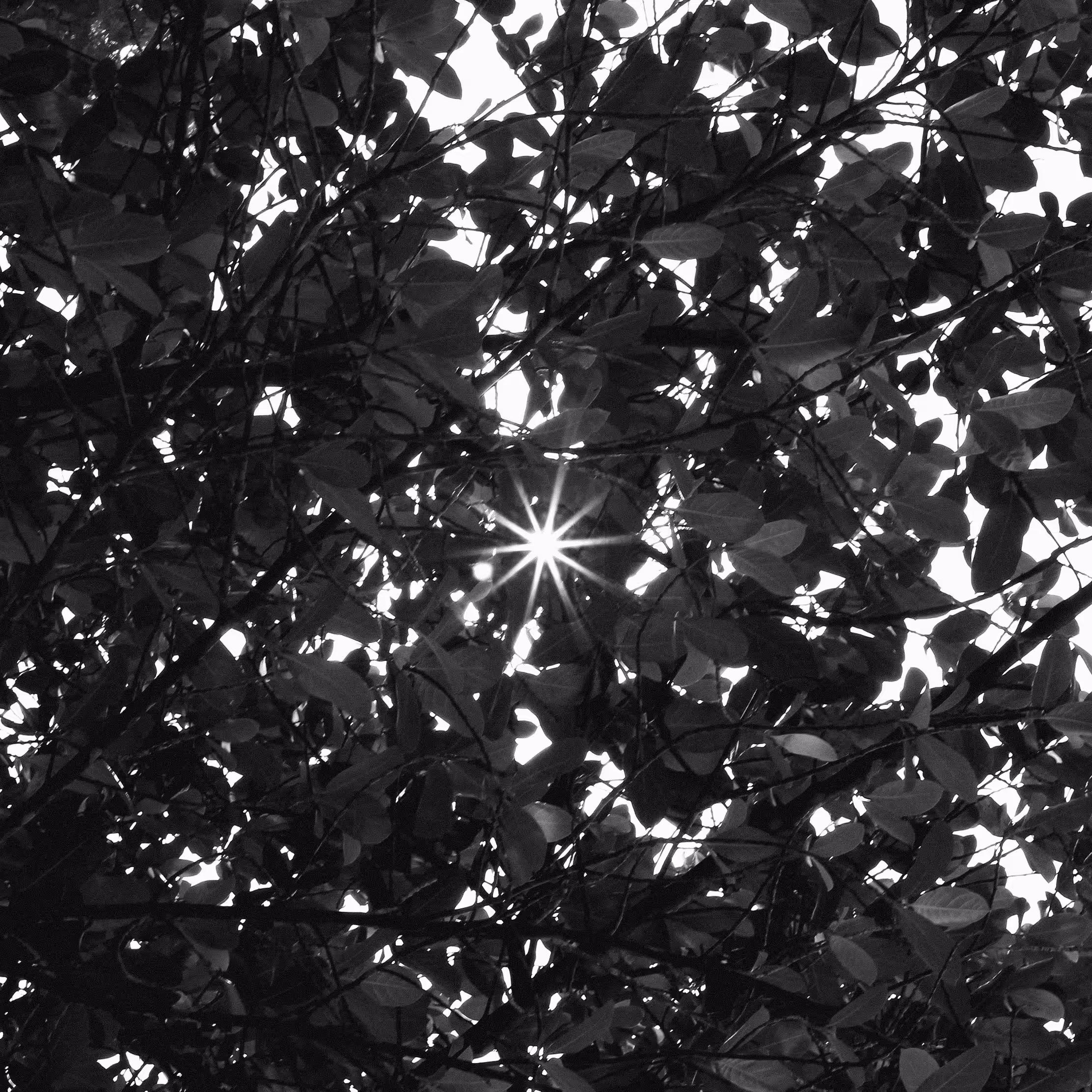 Sun shy