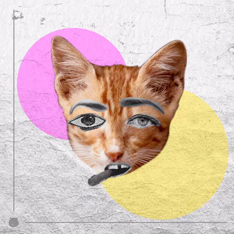 Kittenstein #68