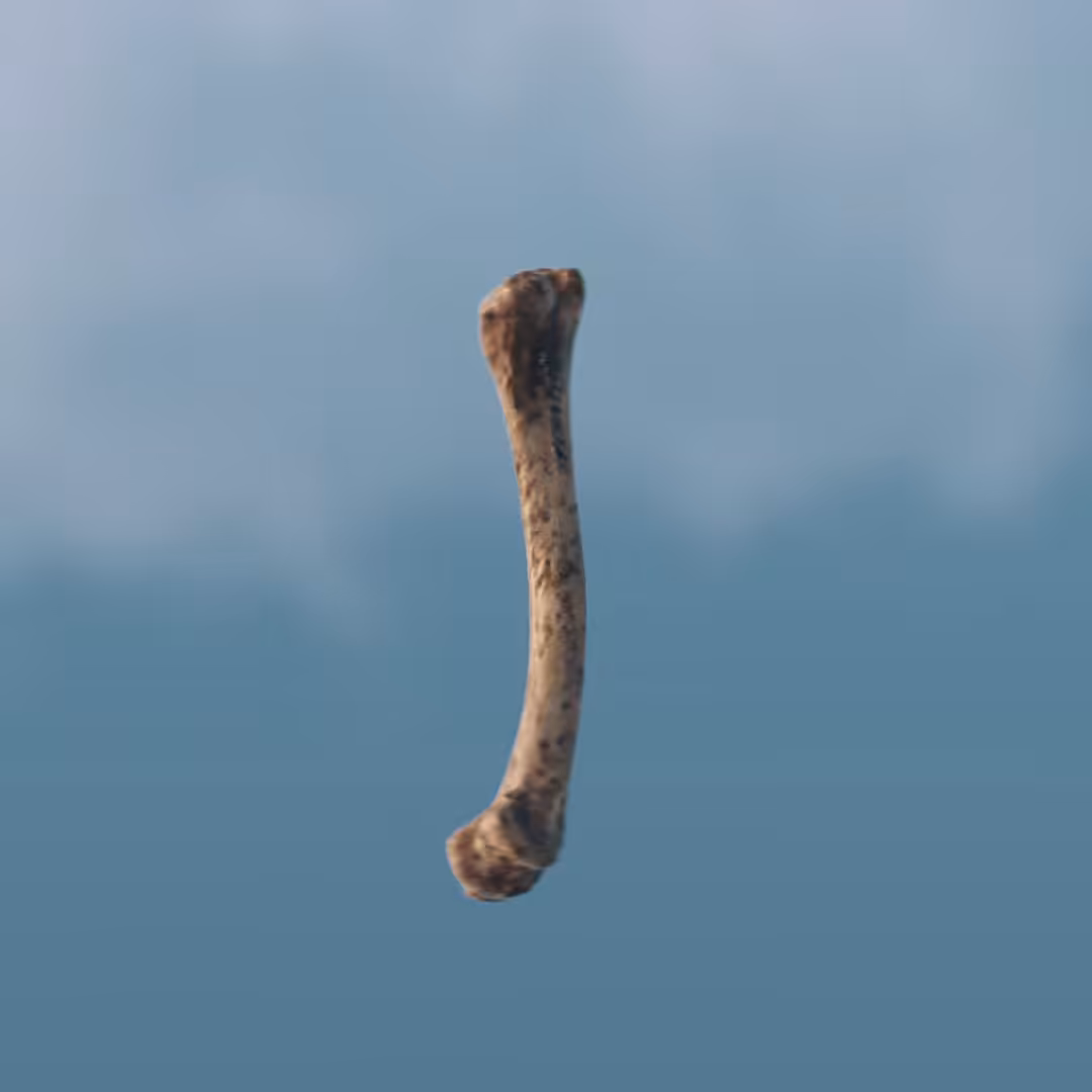 🦴
