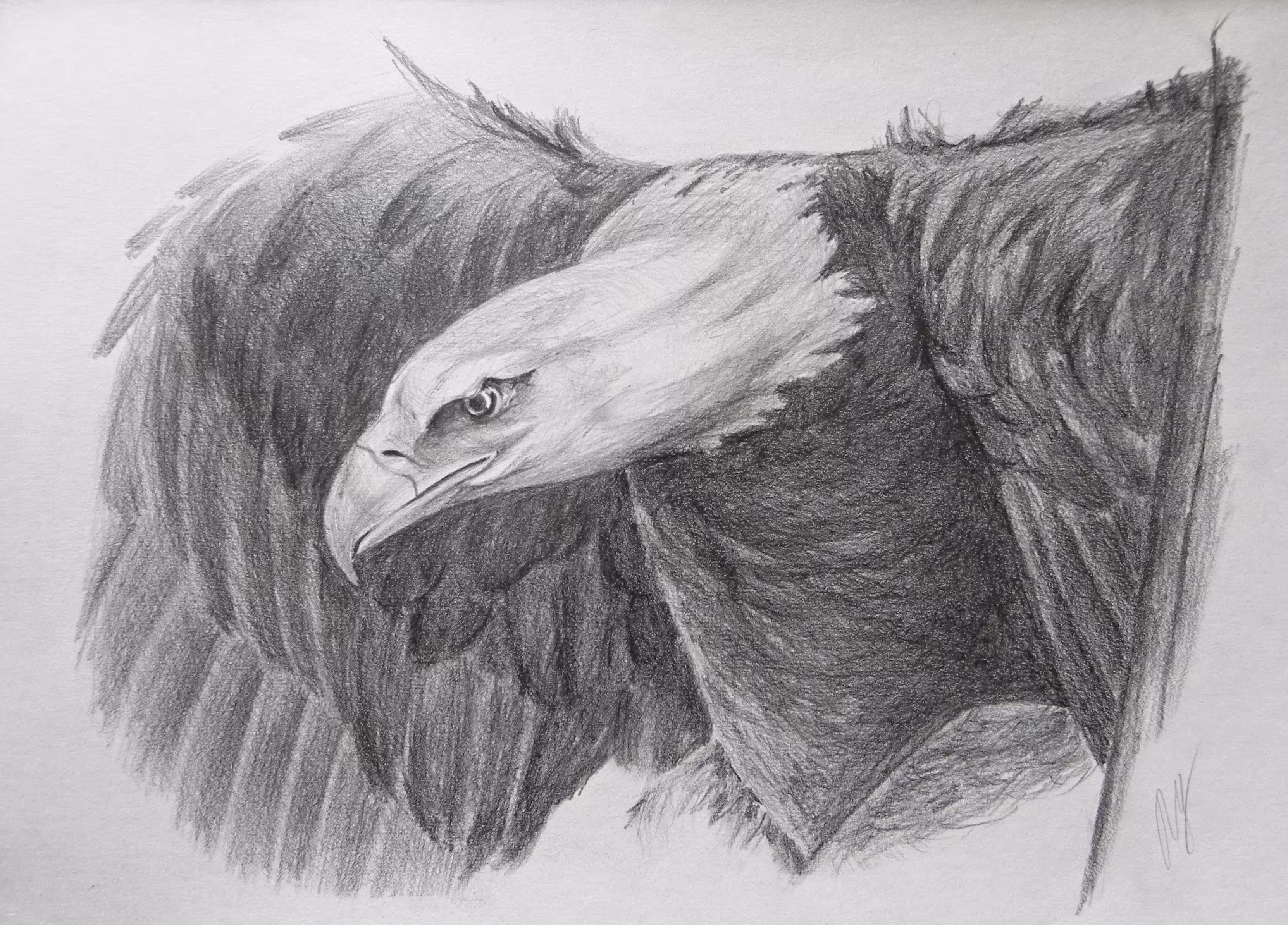Bald eagle