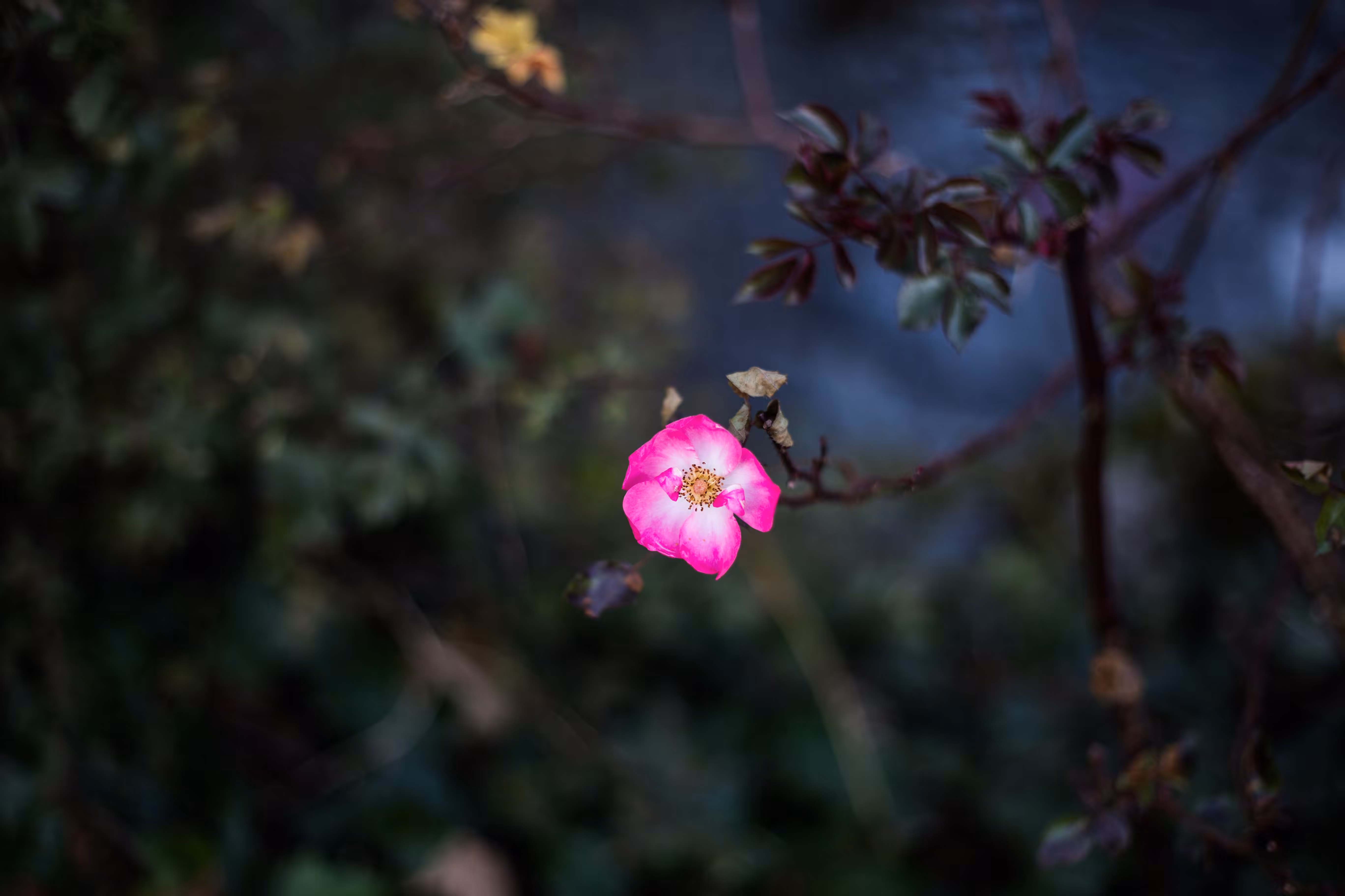 Rosa Canina