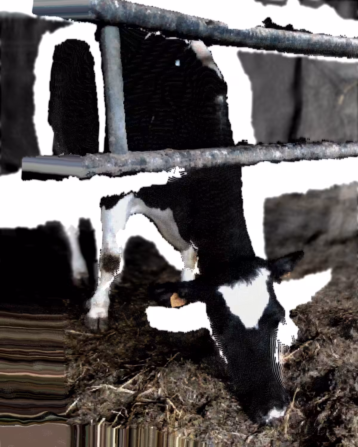 Cow-vid