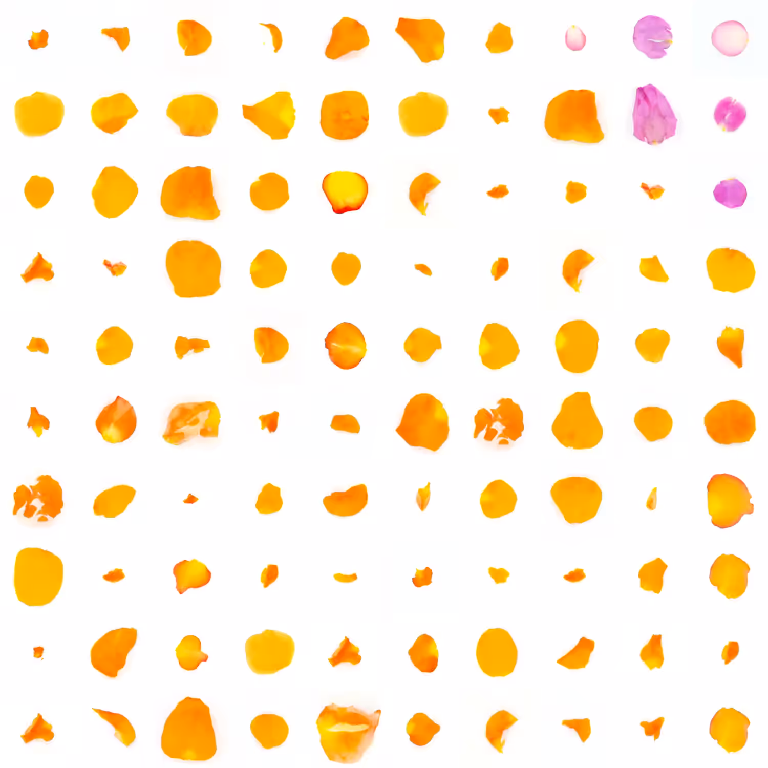Infinite Petals 10x10#10029