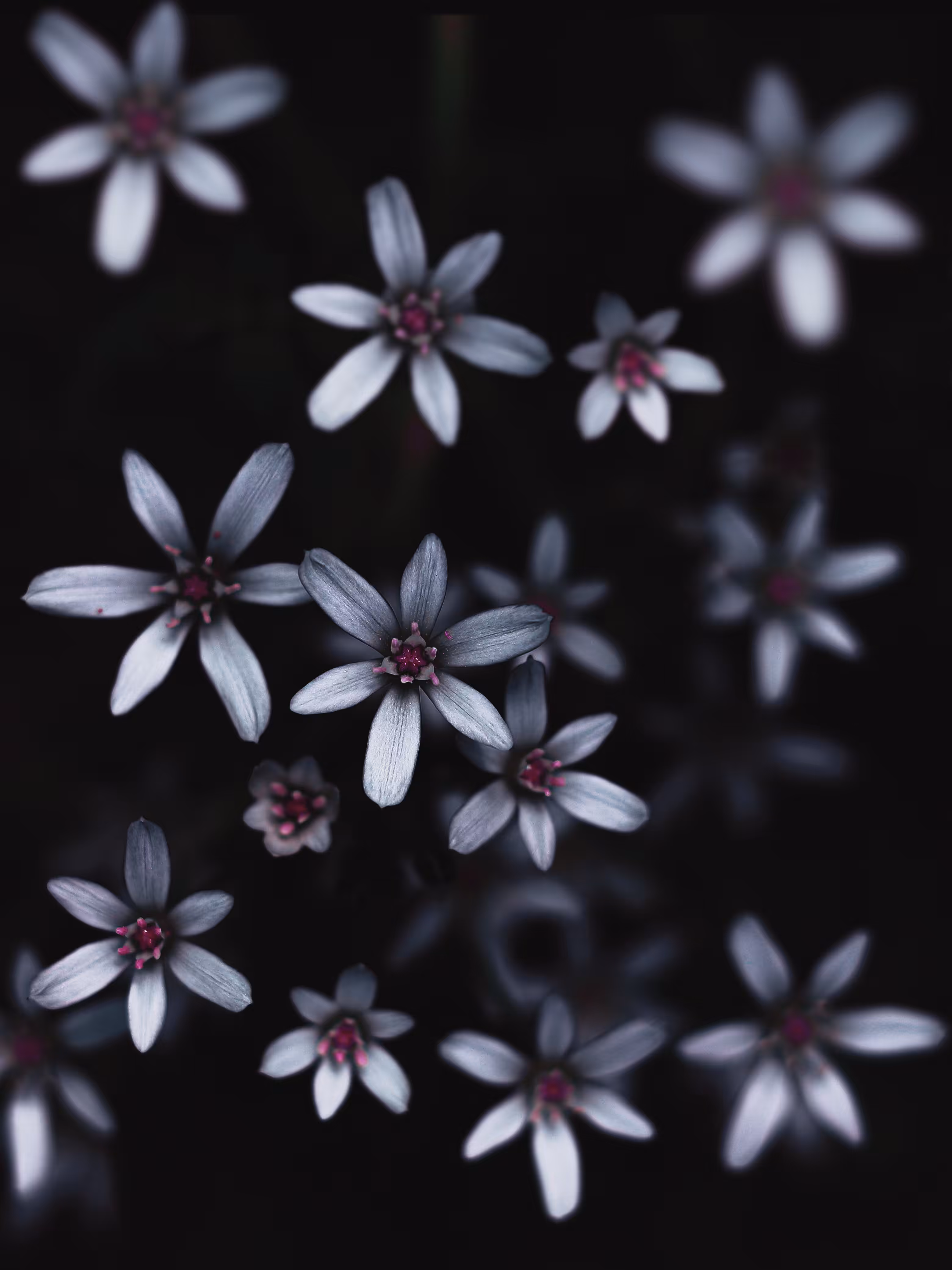 Silken Dreams