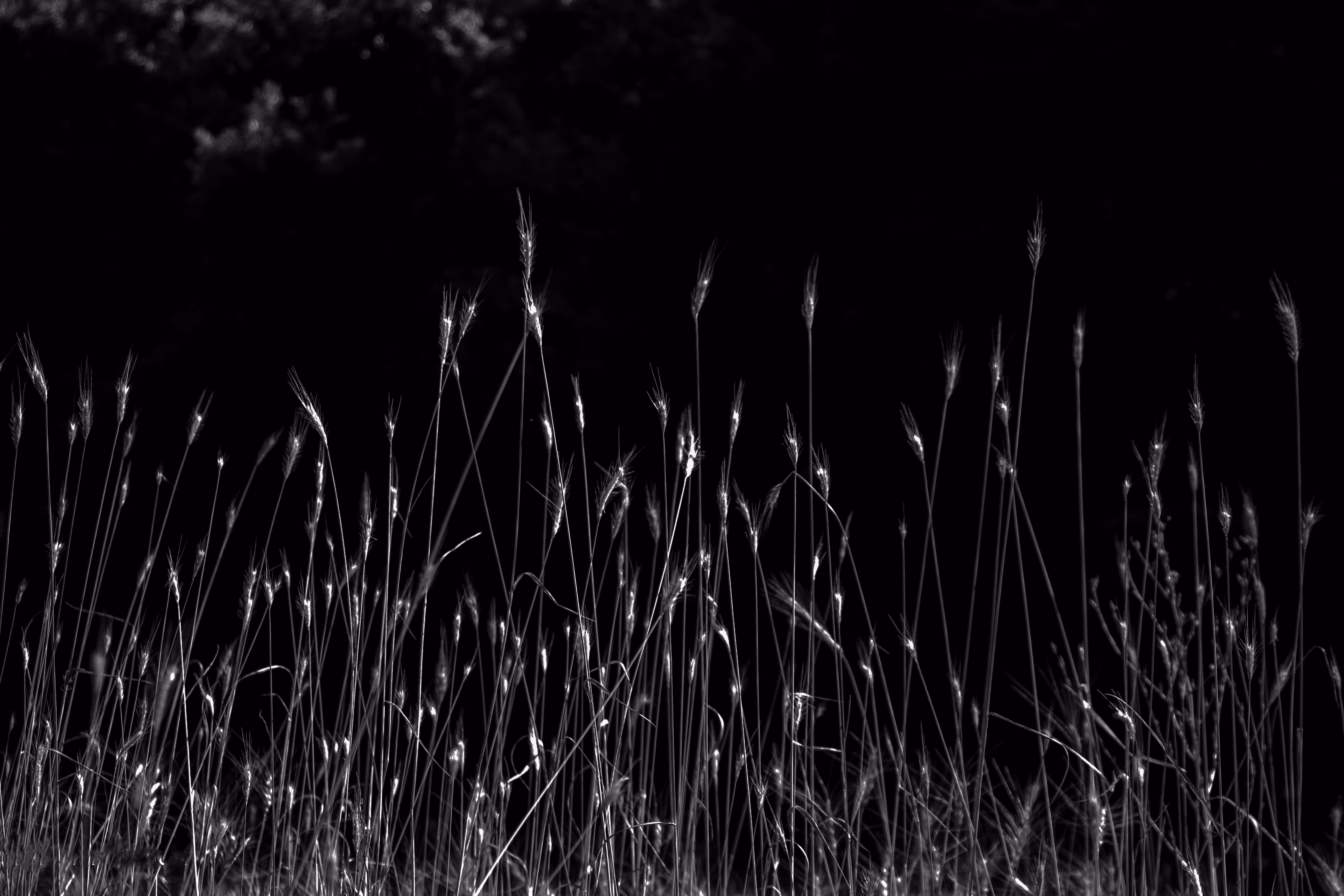 Dark grass