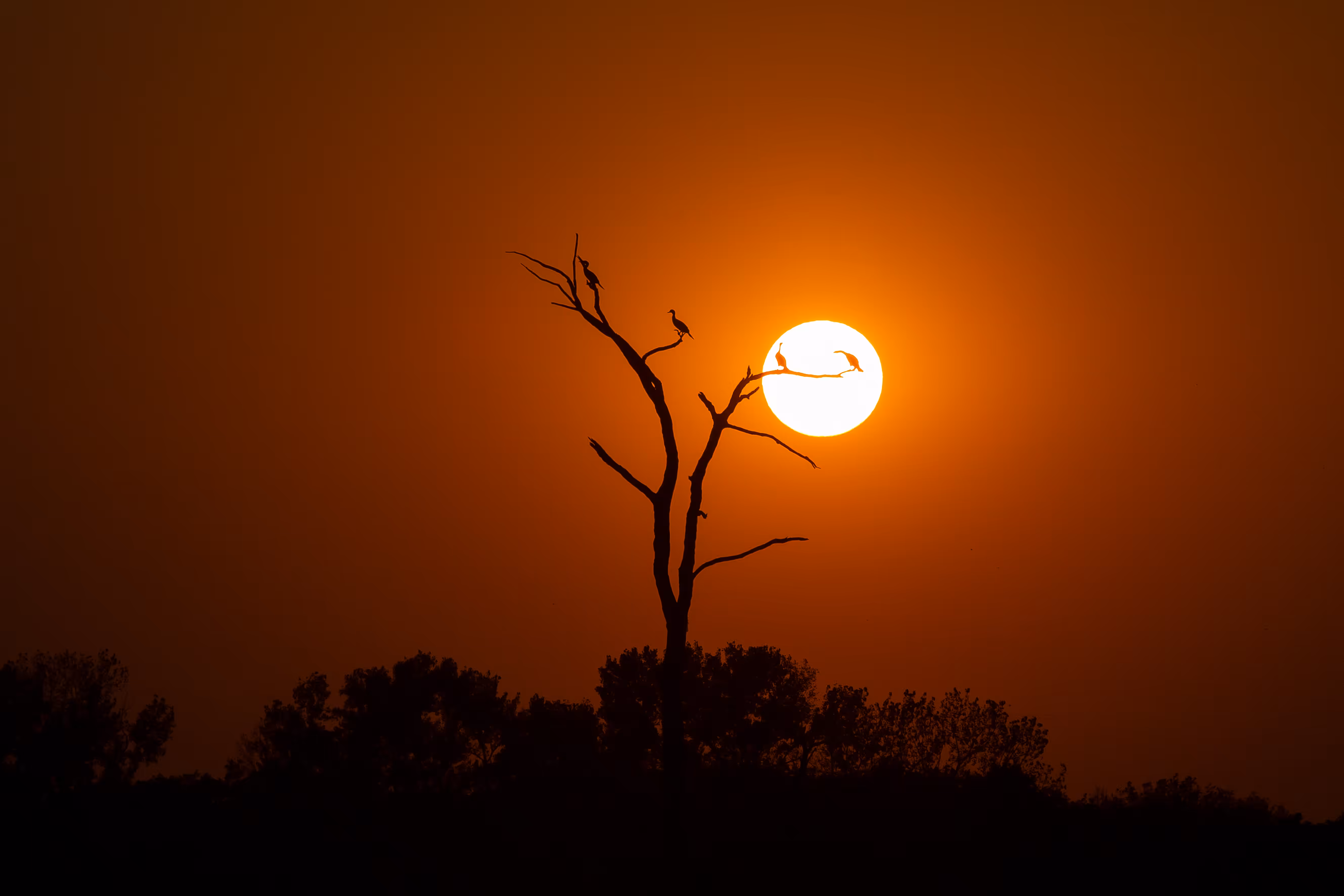 The Evening Sun