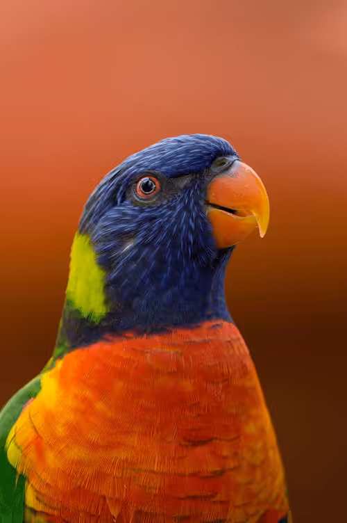 SAFE ANIMAL: Safe animal #00013