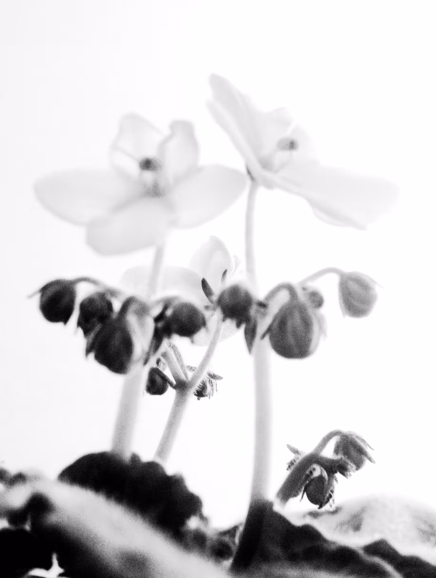 FLOWERZZZ