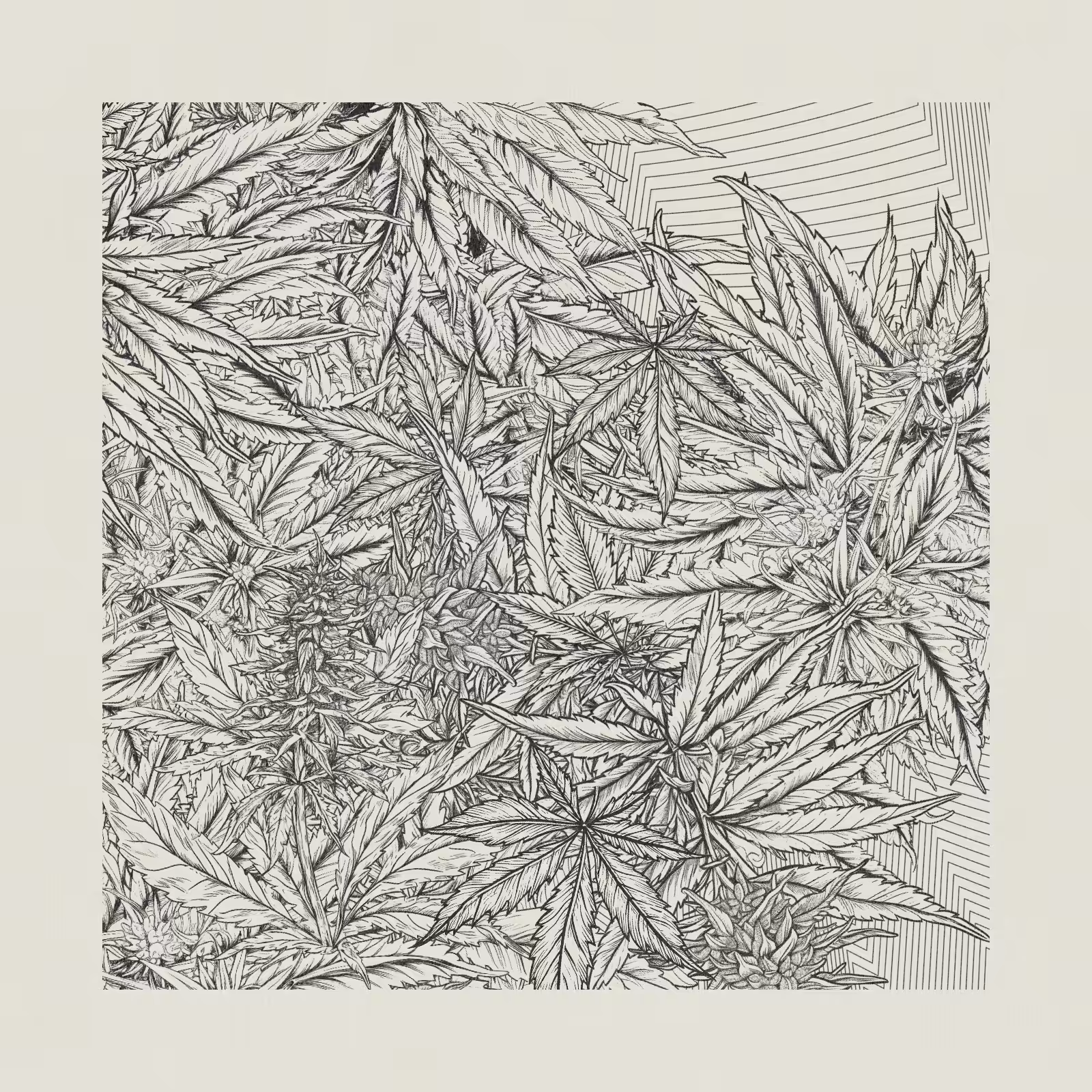zancannabis #409
