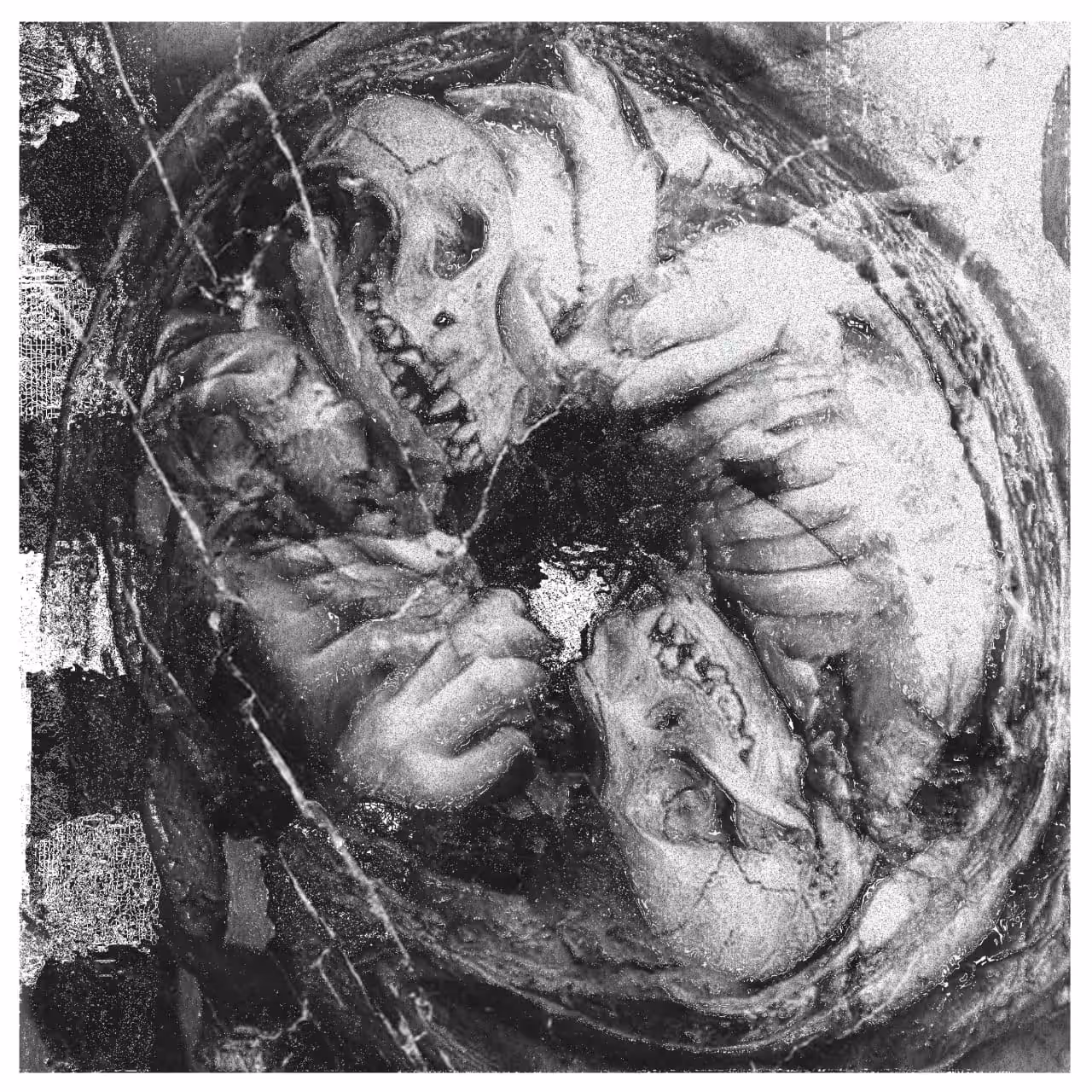 Dissecting Mythological Demon Fetuses