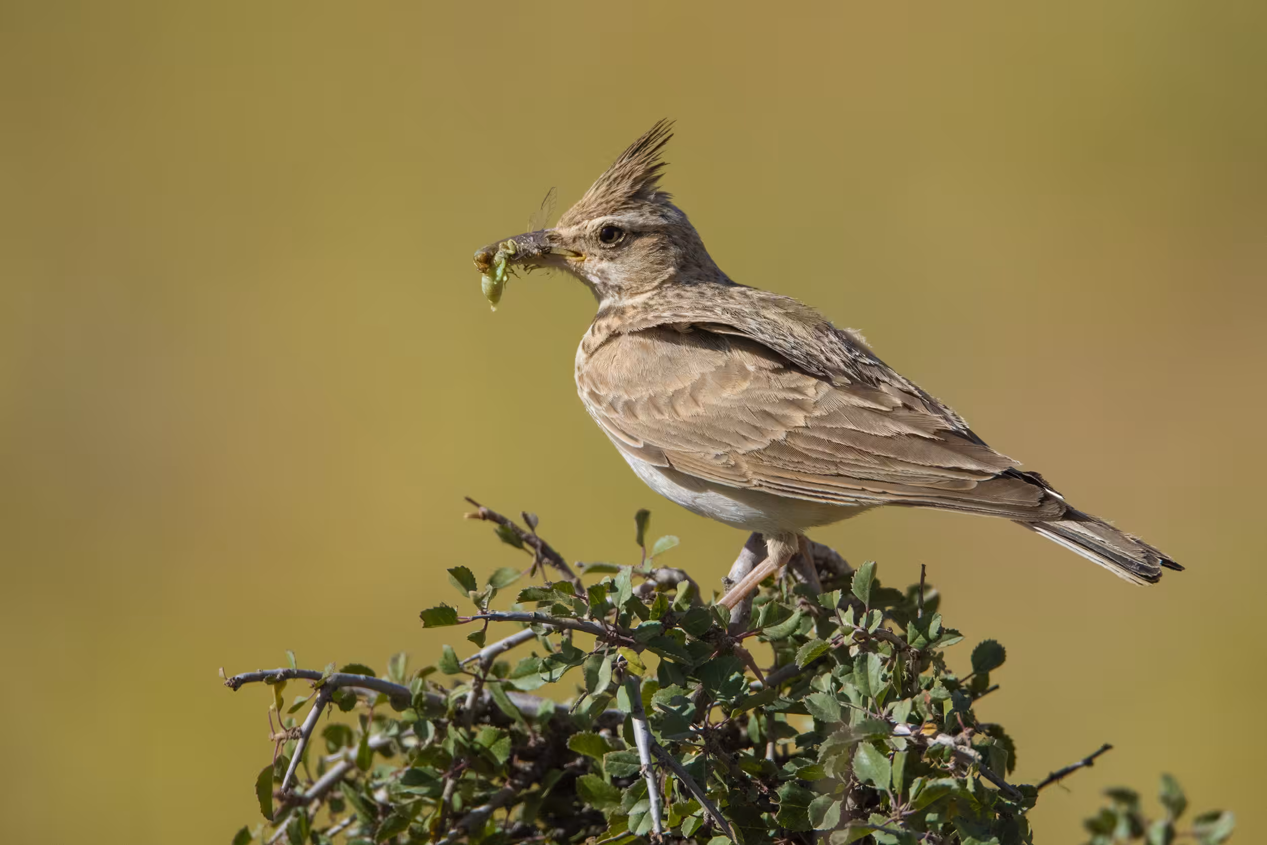birds #crested lark