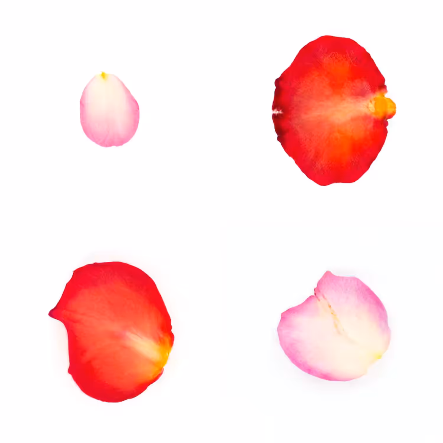 Infinite Petals 2x2#4069